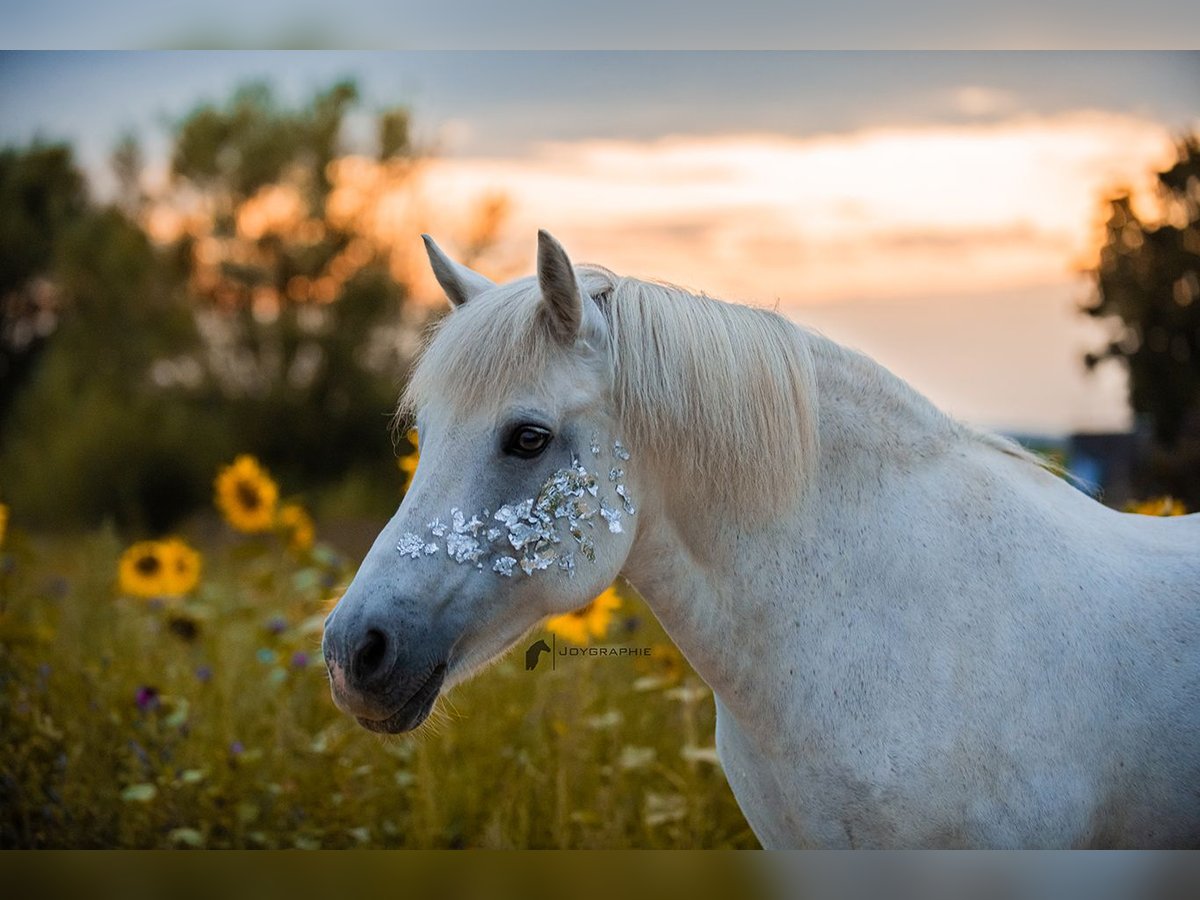 Meer ponys/kleine paarden Mix Merrie 20 Jaar 125 cm Schimmel in Neuhausen