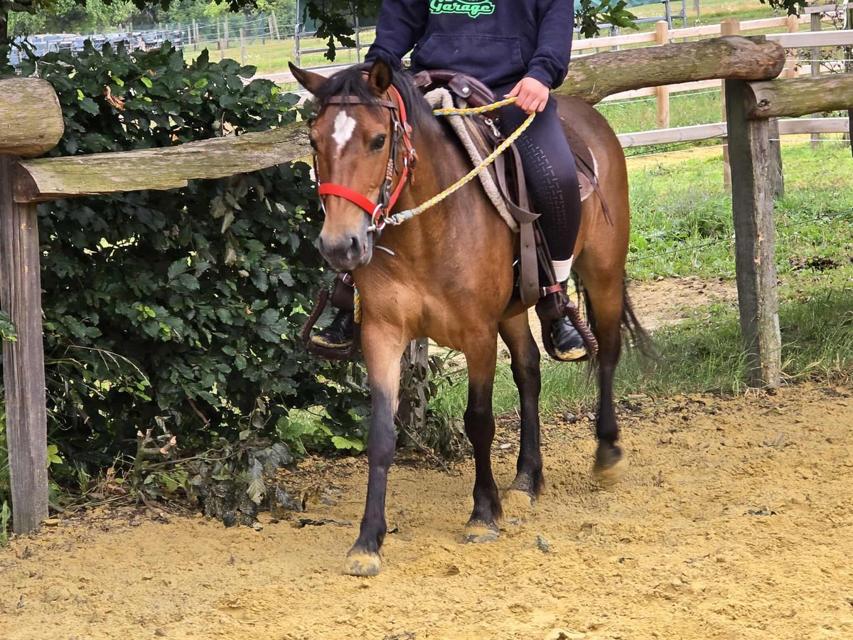 Meer ponys/kleine paarden Merrie 4 Jaar 133 cm Bruin in Linkenbach