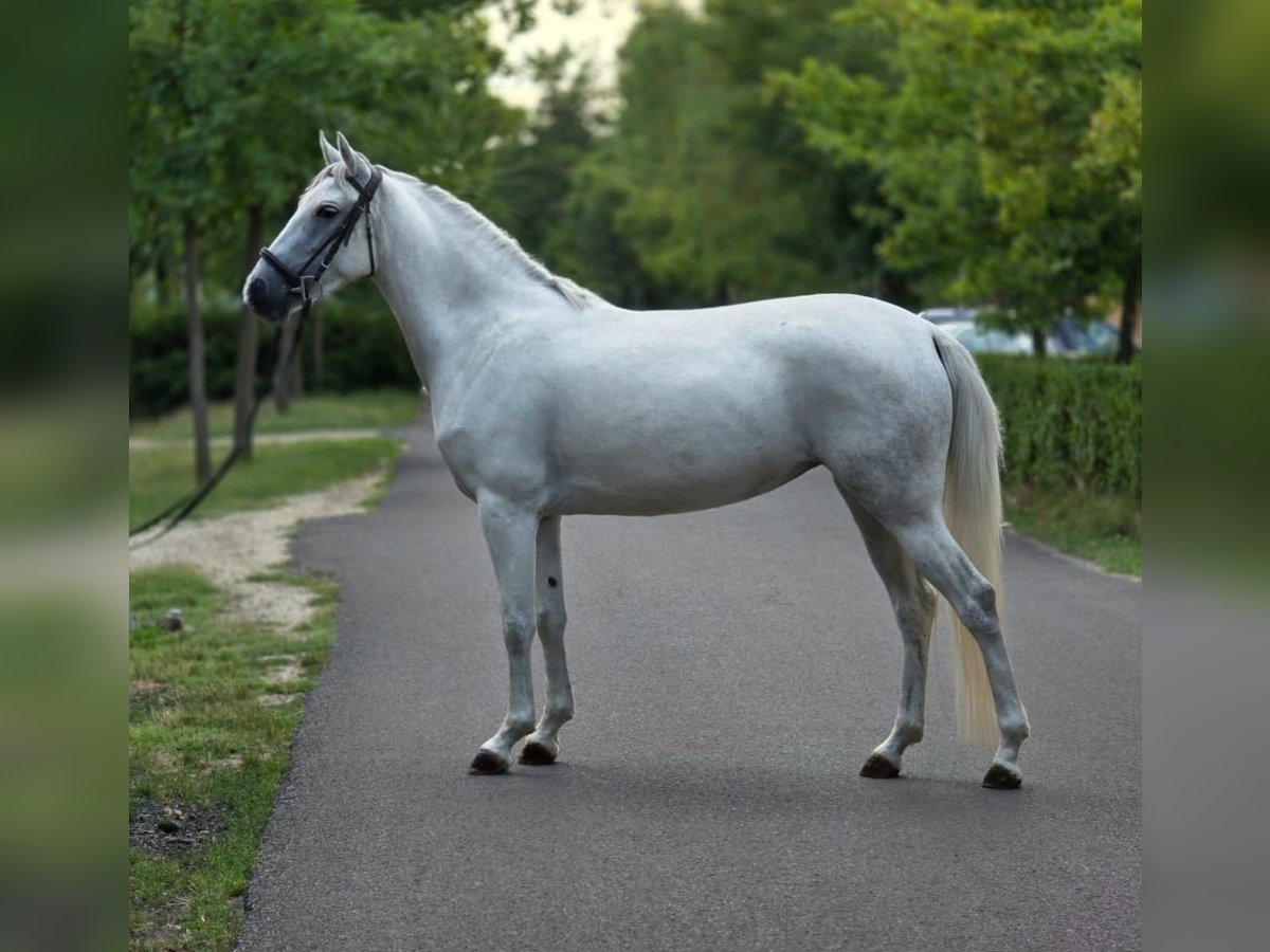 Meer ponys/kleine paarden Merrie 4 Jaar 142 cm Schimmel in B&#xE9;k&#xE9;scsaba