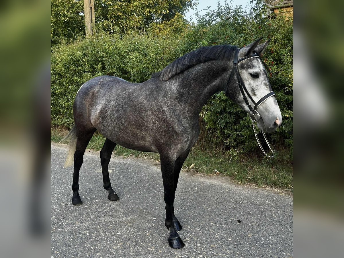 Meer ponys/kleine paarden Merrie 4 Jaar 148 cm Appelschimmel in Wien, Innere Stadt
