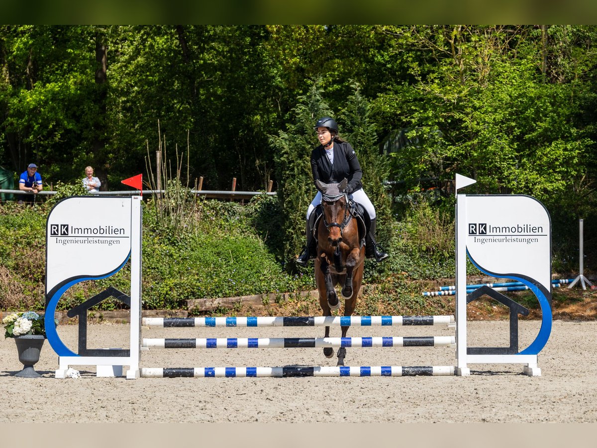 Meer ponys/kleine paarden Mix Merrie 4 Jaar 150 cm Bruin in Weilerswist