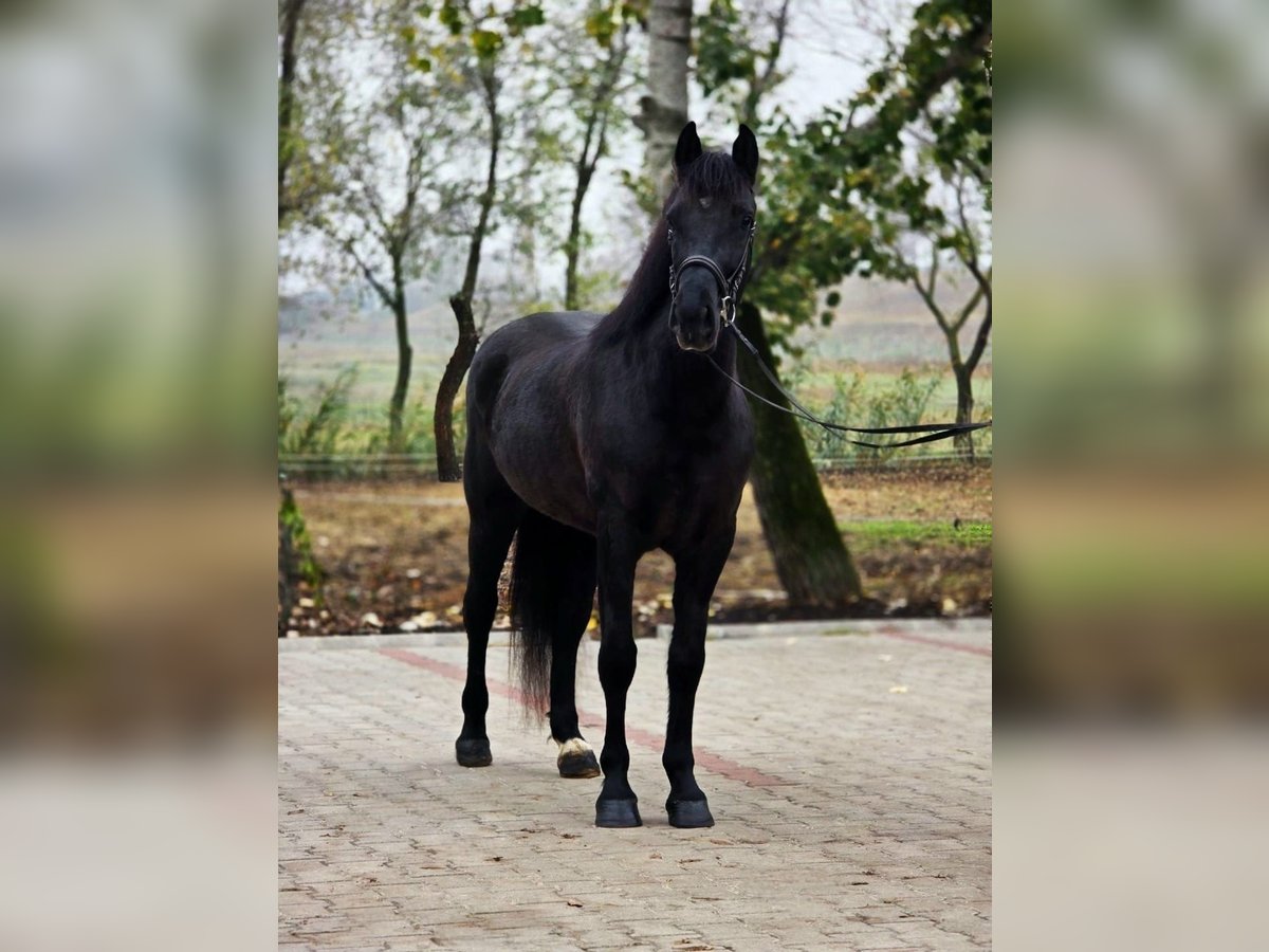 Meer ponys/kleine paarden Merrie 4 Jaar 150 cm Zwart in B&#xE9;k&#xE9;scsaba