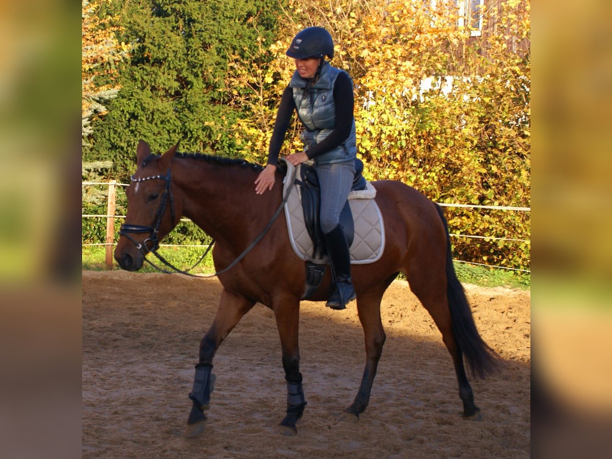 Meer ponys/kleine paarden Merrie 4 Jaar 152 cm Bruin in Velpke