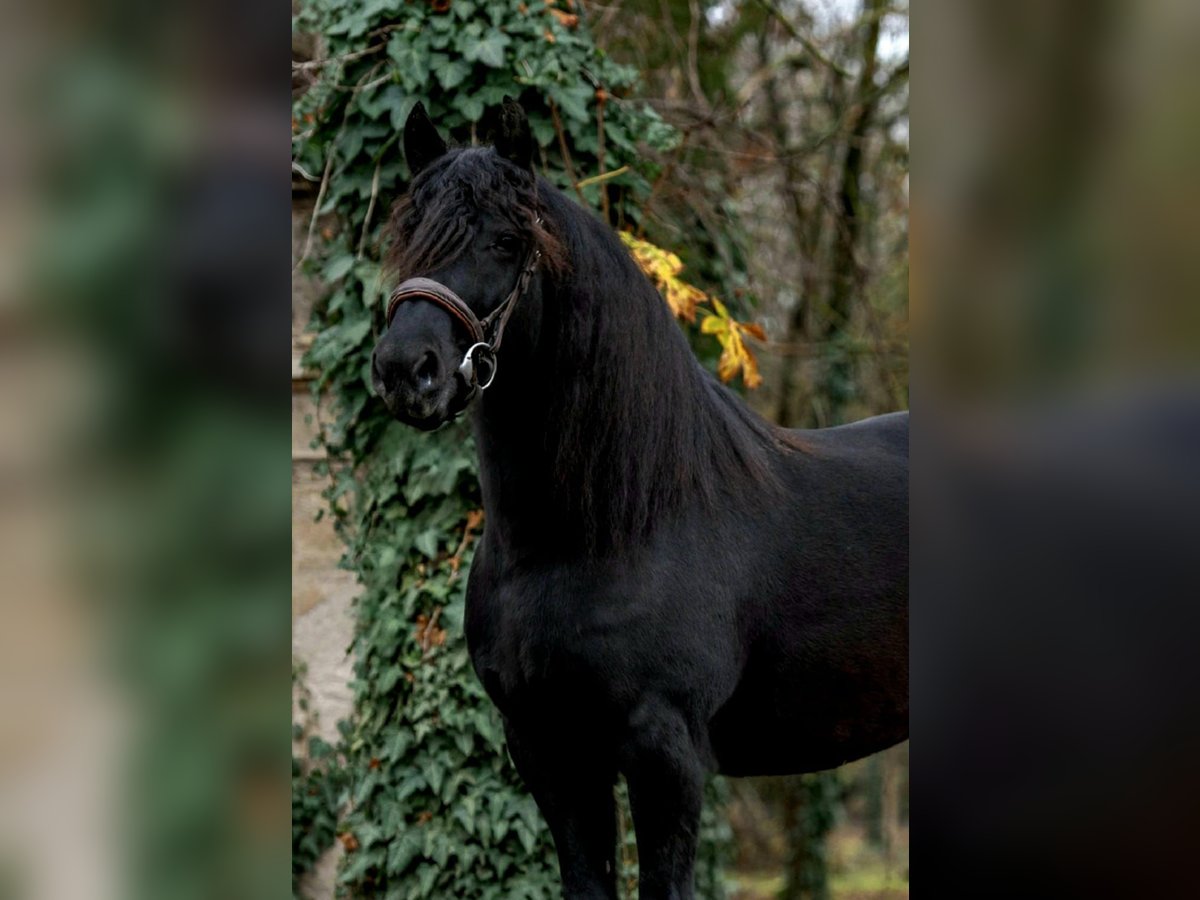 Meer ponys/kleine paarden Merrie 5 Jaar 144 cm Zwart in B&#xE9;k&#xE9;scsaba