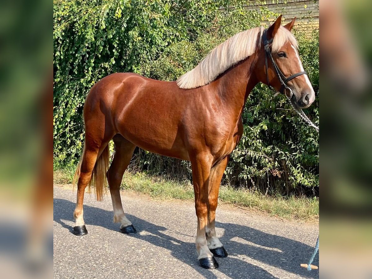 Meer ponys/kleine paarden Merrie 5 Jaar 145 cm Vos in Mez&#x151;hegyes