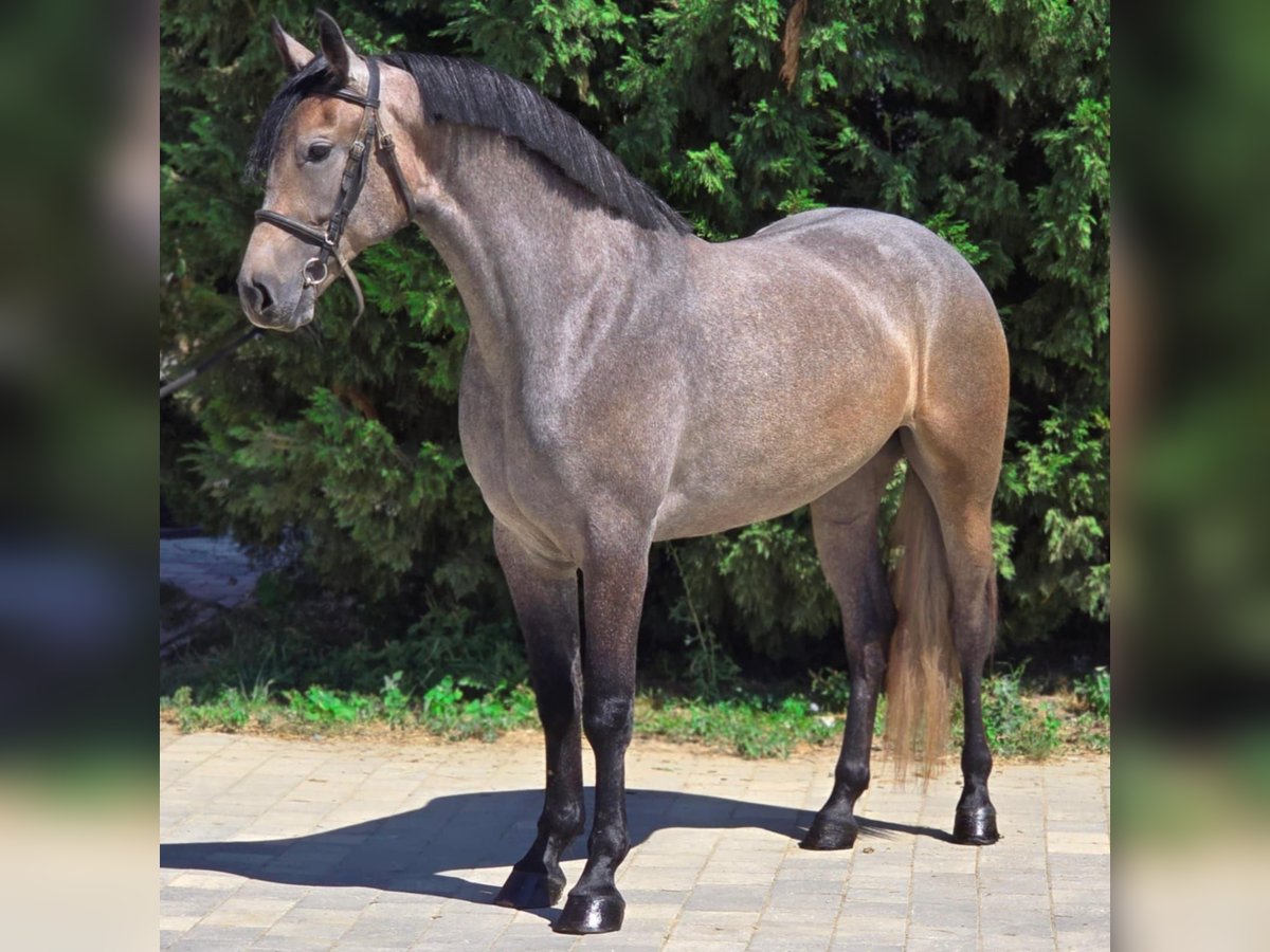 Meer ponys/kleine paarden Merrie 5 Jaar 148 cm Rood schimmel in B&#xE9;k&#xE9;scsaba