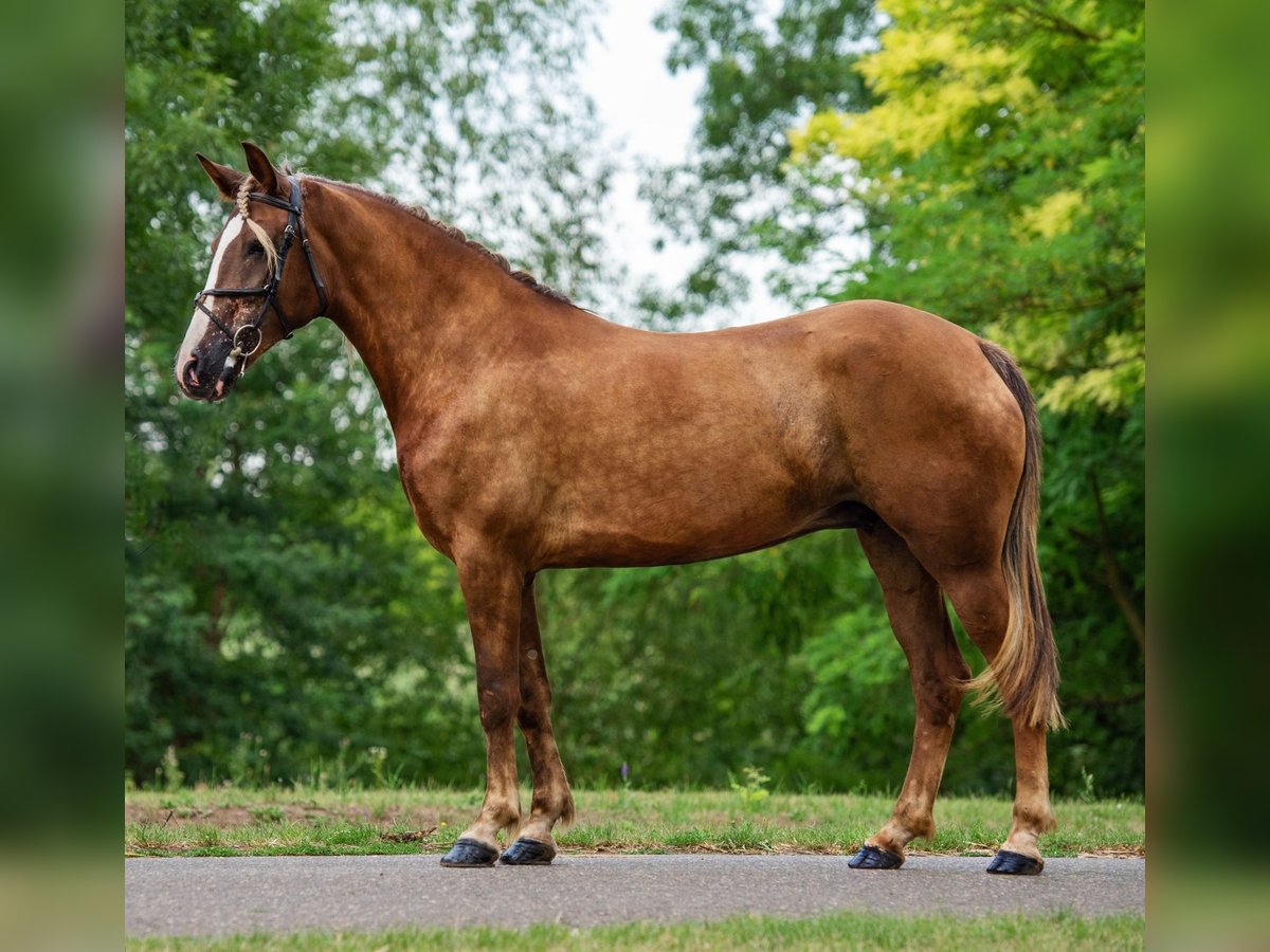 Meer ponys/kleine paarden Merrie 5 Jaar 148 cm Vos in Mez&#x151;hegyes