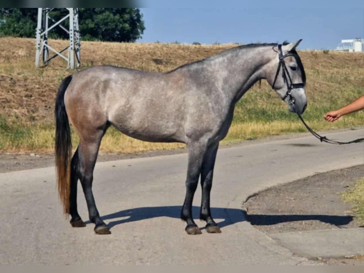 Meer ponys/kleine paarden Merrie 5 Jaar 155 cm Schimmel in Gyula