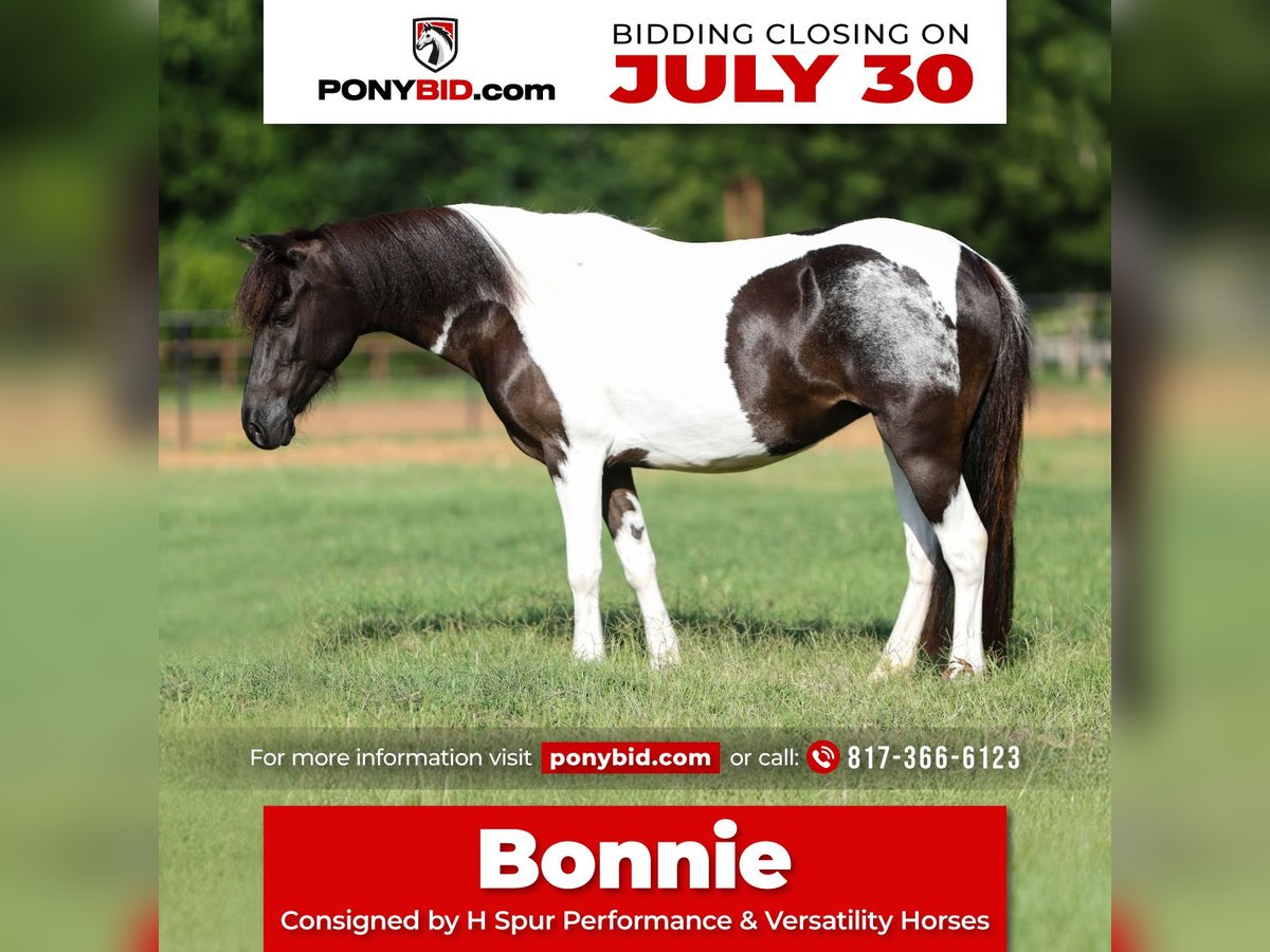 Meer ponys/kleine paarden Merrie 6 Jaar 112 cm in Weatherford, TX