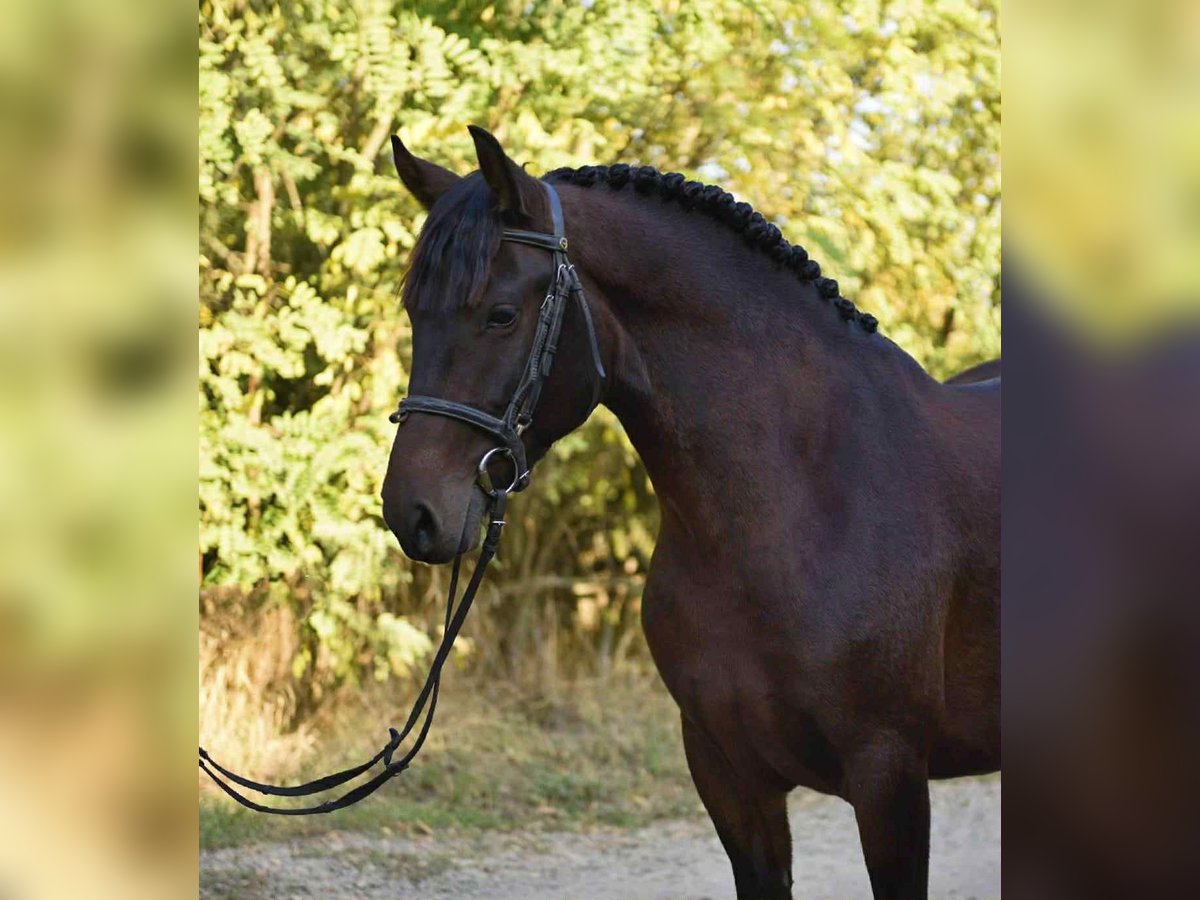 Meer ponys/kleine paarden Merrie 6 Jaar 144 cm Donkerbruin in Hódmezővásárhely Meer ponys/kleine paarden Merrie 6 Jaar 144 cm Donkerbruin in Hódmezővásárhely
