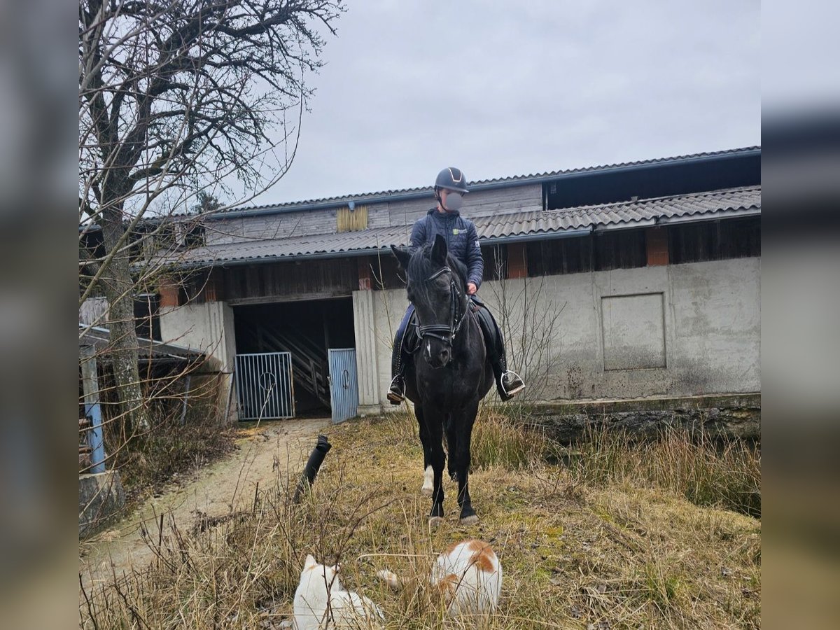 Meer ponys/kleine paarden Merrie 6 Jaar 145 cm Zwart in Sipbachzell