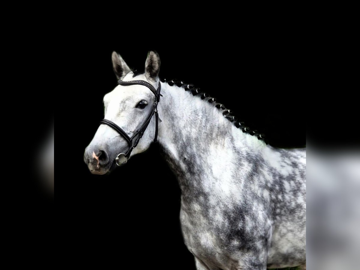 Meer ponys/kleine paarden Merrie 7 Jaar 145 cm Schimmel in Gyula