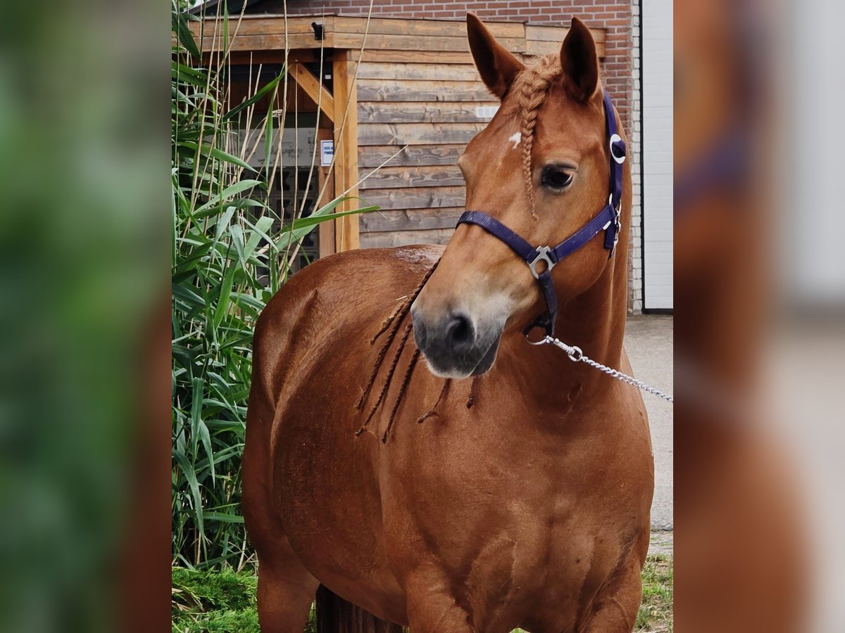 Meer ponys/kleine paarden Mix Merrie 7 Jaar 150 cm Vos in Someren