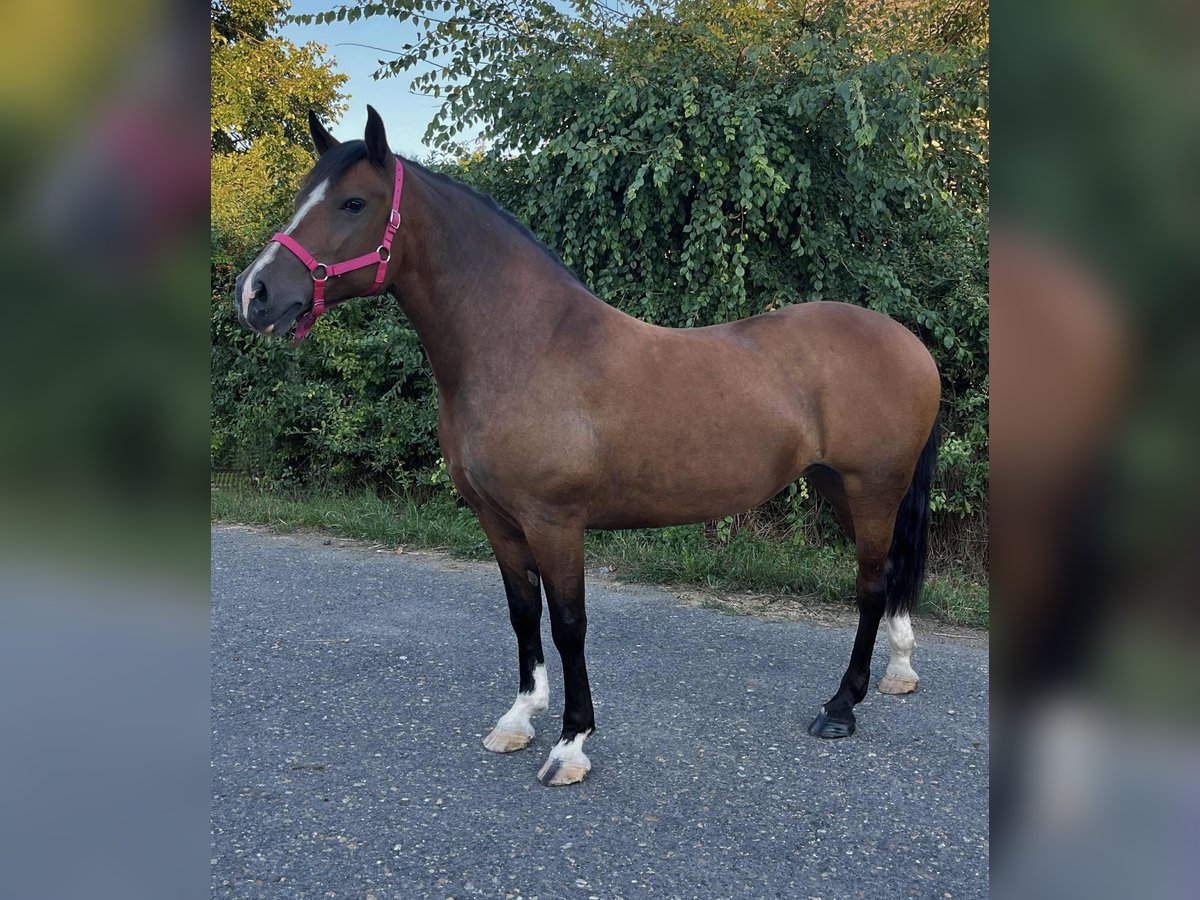 Meer ponys/kleine paarden Merrie 7 Jaar 153 cm Bruin in Mez&#x151;hegyes