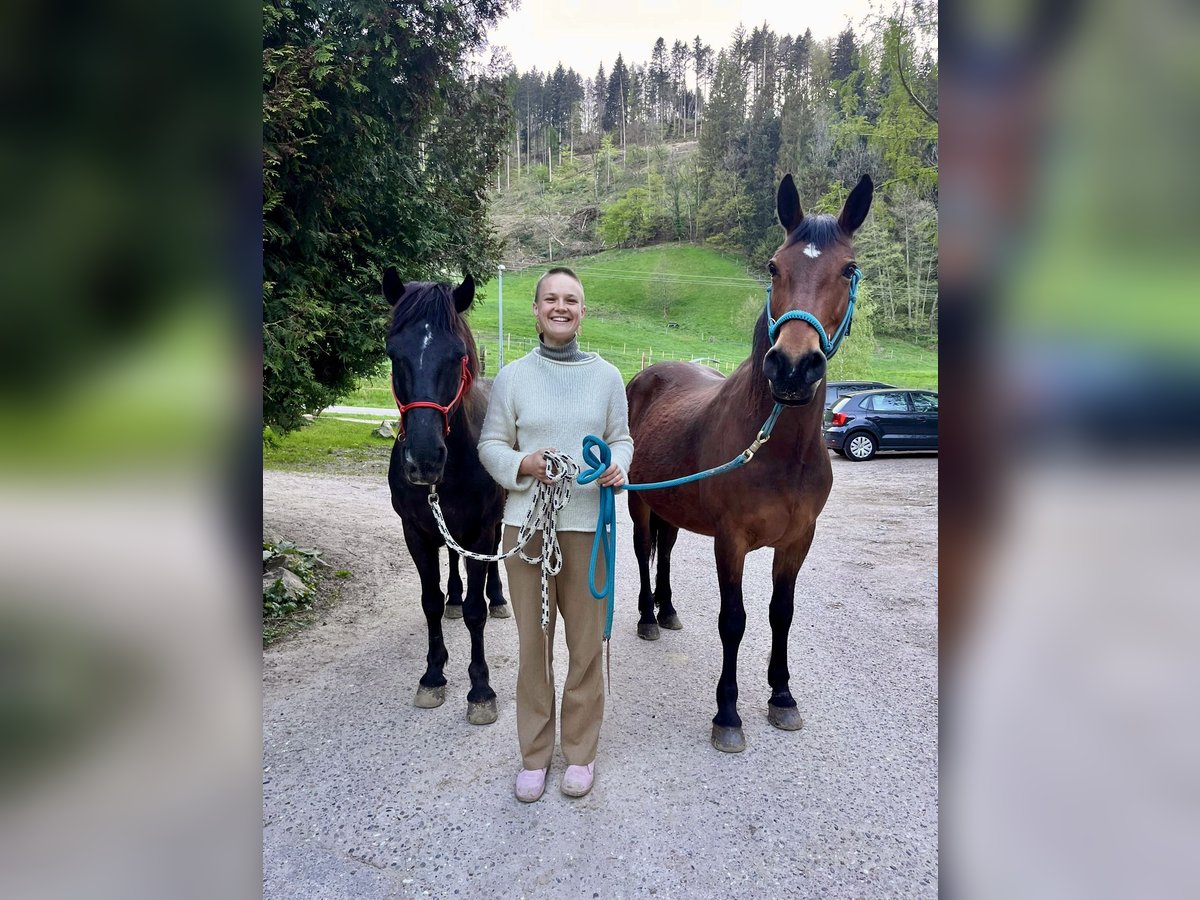 Meer ponys/kleine paarden Mix Merrie 8 Jaar 150 cm Bruin in Freiburg im Breisgau