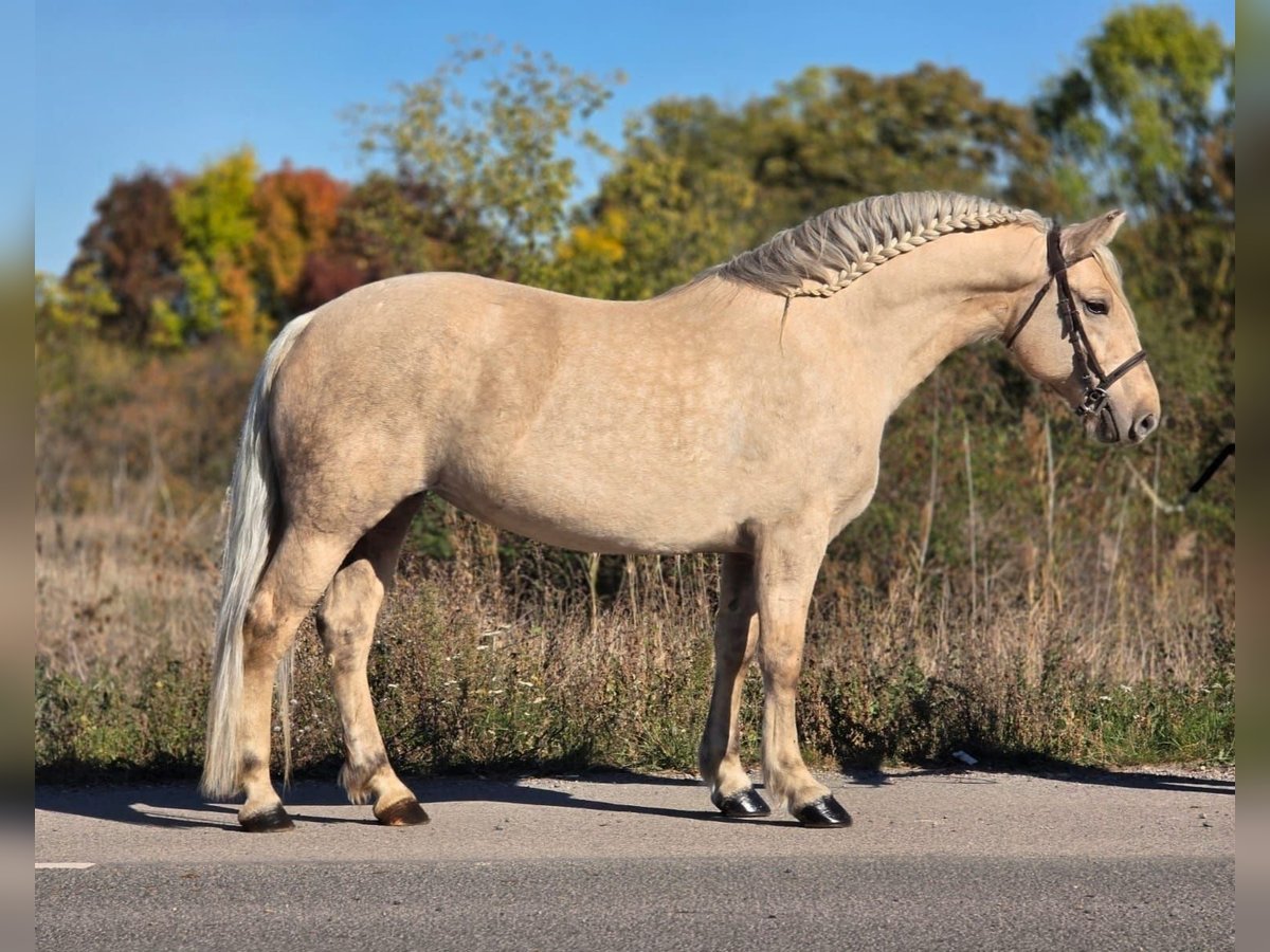 Meer ponys/kleine paarden Merrie 8 Jaar 155 cm Palomino in B&#xE9;k&#xE9;scsaba