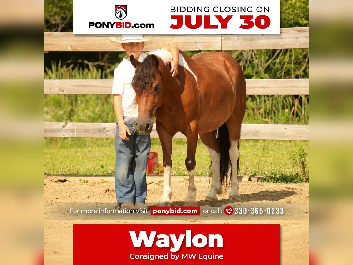 Meer ponys/kleine paarden Ruin 10 Jaar 122 cm in Fresno, OH