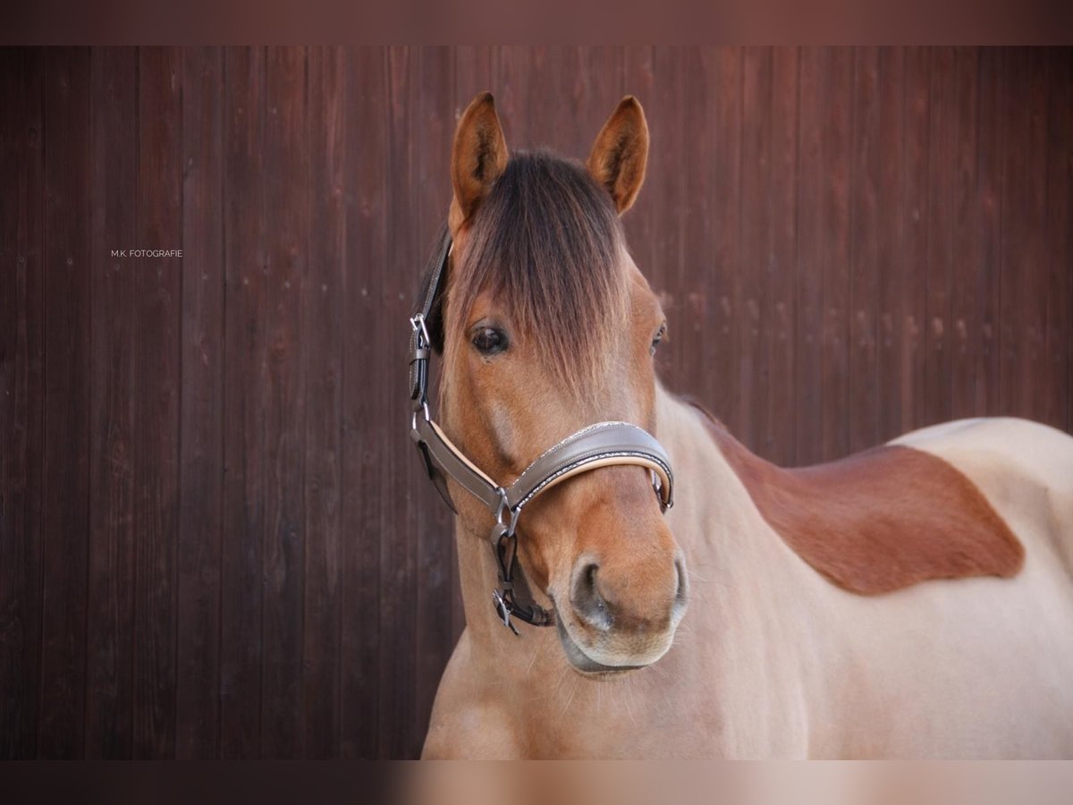 Meer ponys/kleine paarden Ruin 10 Jaar 148 cm Vos in Grevenbroich