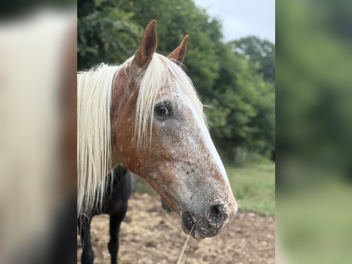 Meer ponys/kleine paarden Mix Ruin 10 Jaar 155 cm Rood schimmel in Saint-F&#xE9;lix de Reillac