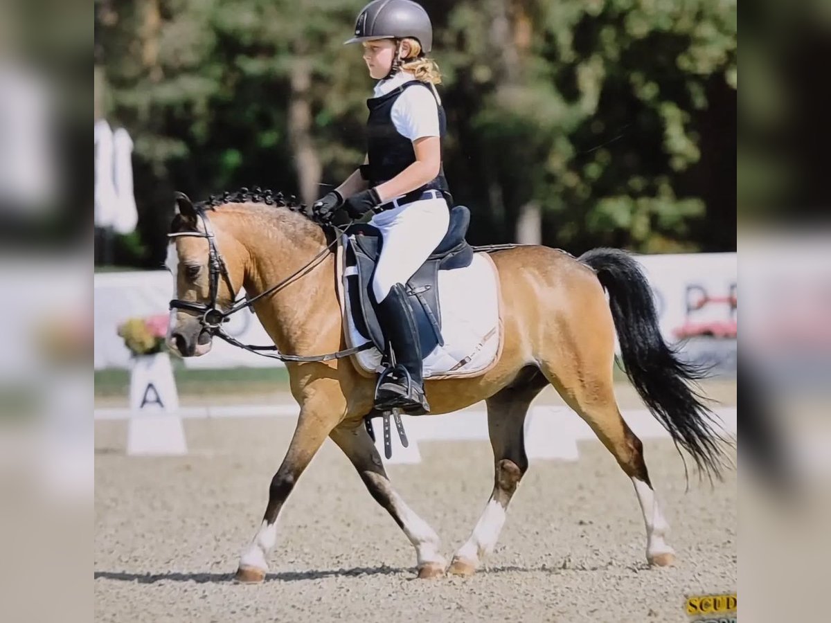 Meer ponys/kleine paarden Ruin 13 Jaar 120 cm in Cambiago