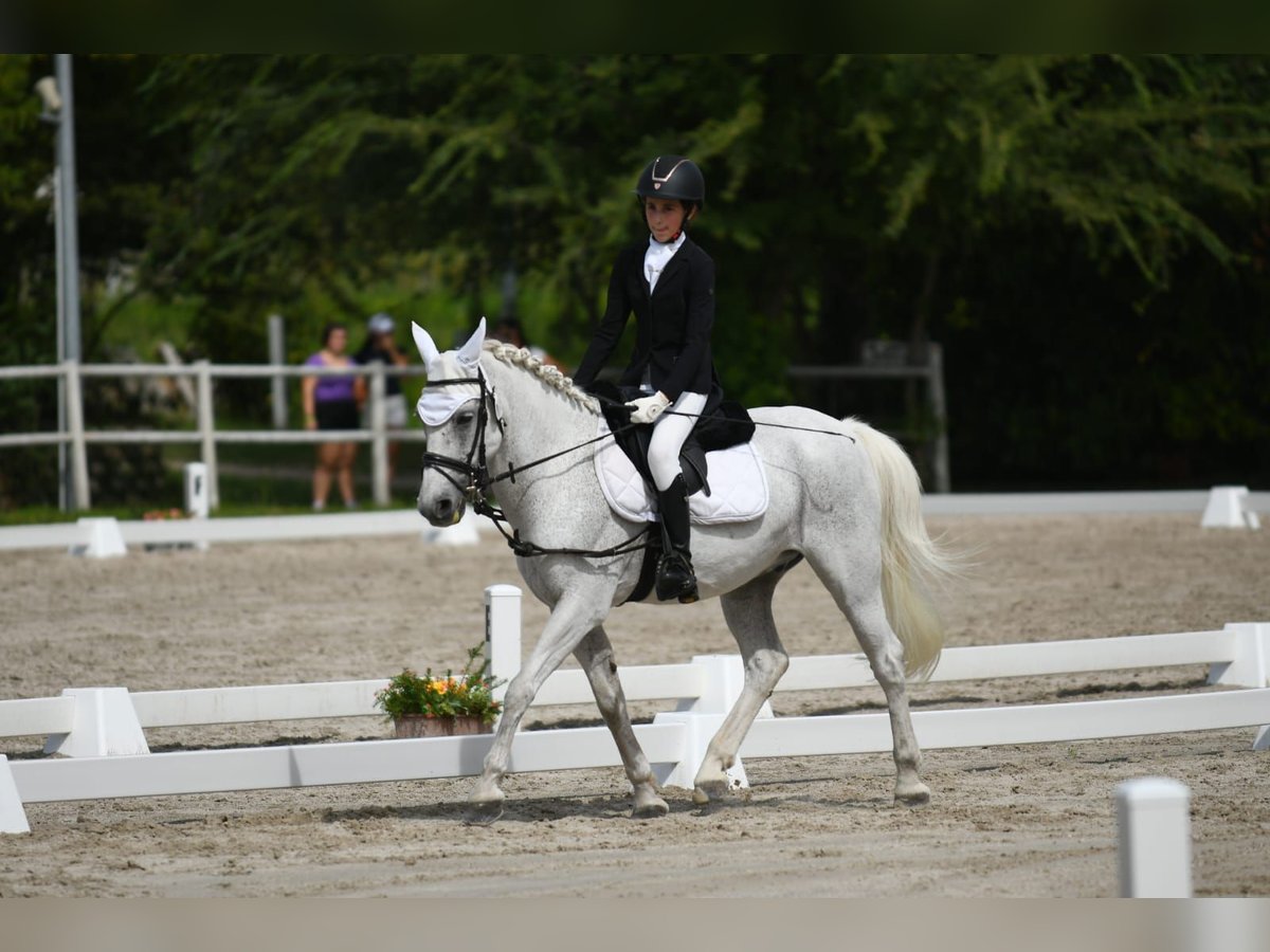 Meer ponys/kleine paarden Ruin 13 Jaar 137 cm Schimmel in Cividale del Friuli