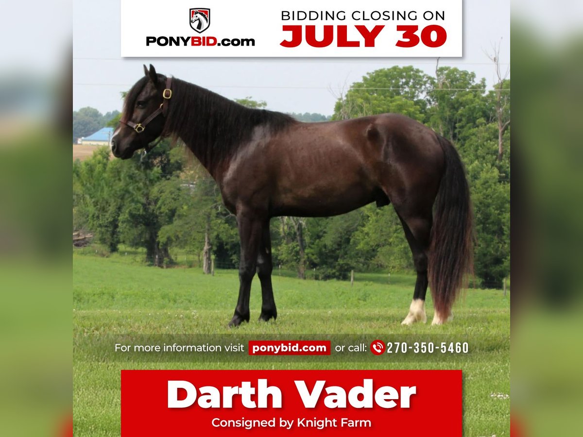 Meer ponys/kleine paarden Ruin 3 Jaar 132 cm Zwart in Princeton, KY