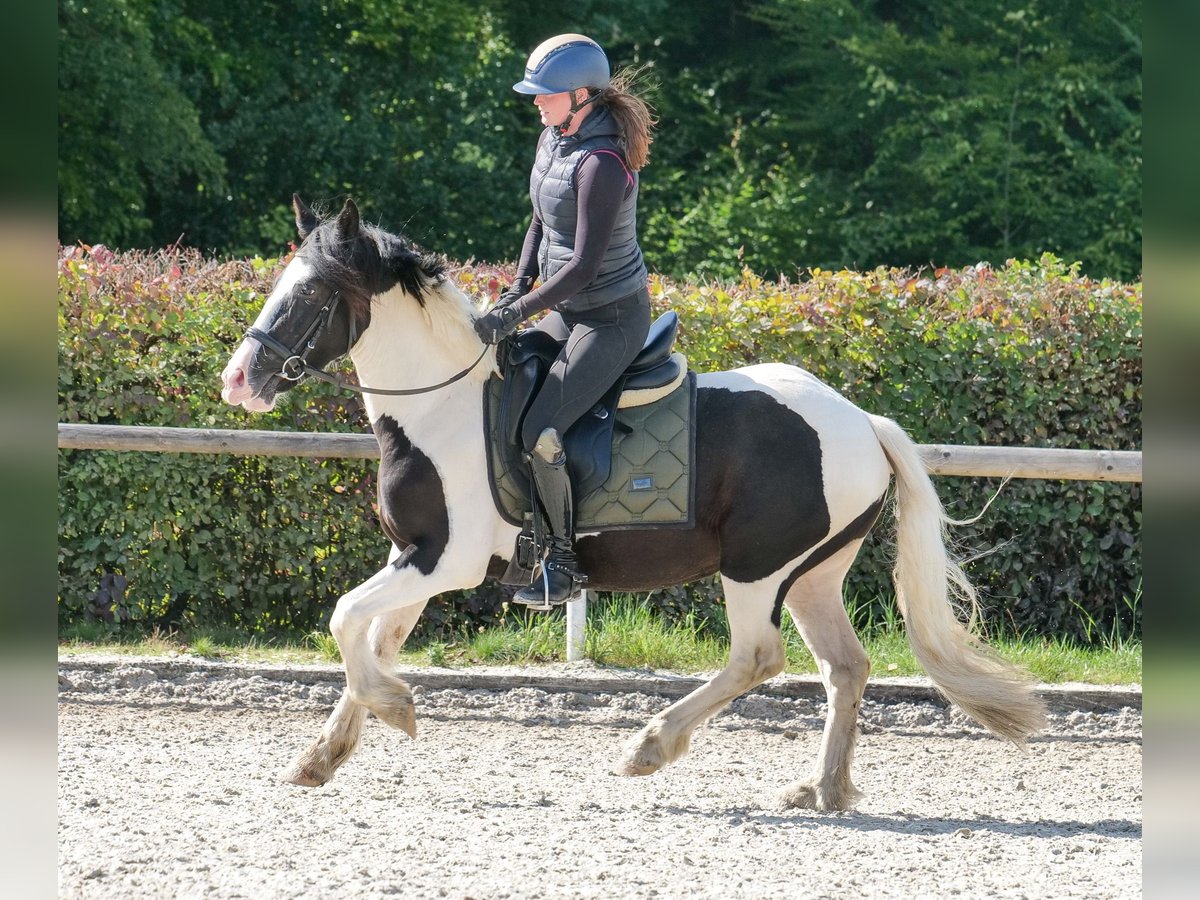 Meer ponys/kleine paarden Ruin 3 Jaar 135 cm Gevlekt-paard in Neustadt (Wied)