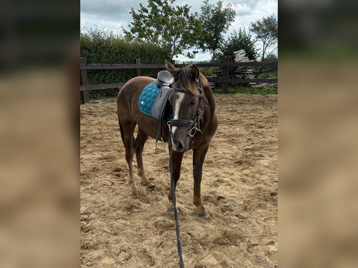 Meer ponys/kleine paarden Mix Ruin 3 Jaar 140 cm Donkere-vos in Daleiden