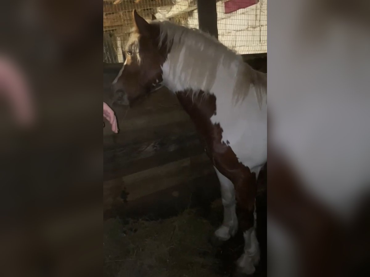 Meer ponys/kleine paarden Ruin 3 Jaar 148 cm Gevlekt-paard in Rechnitz