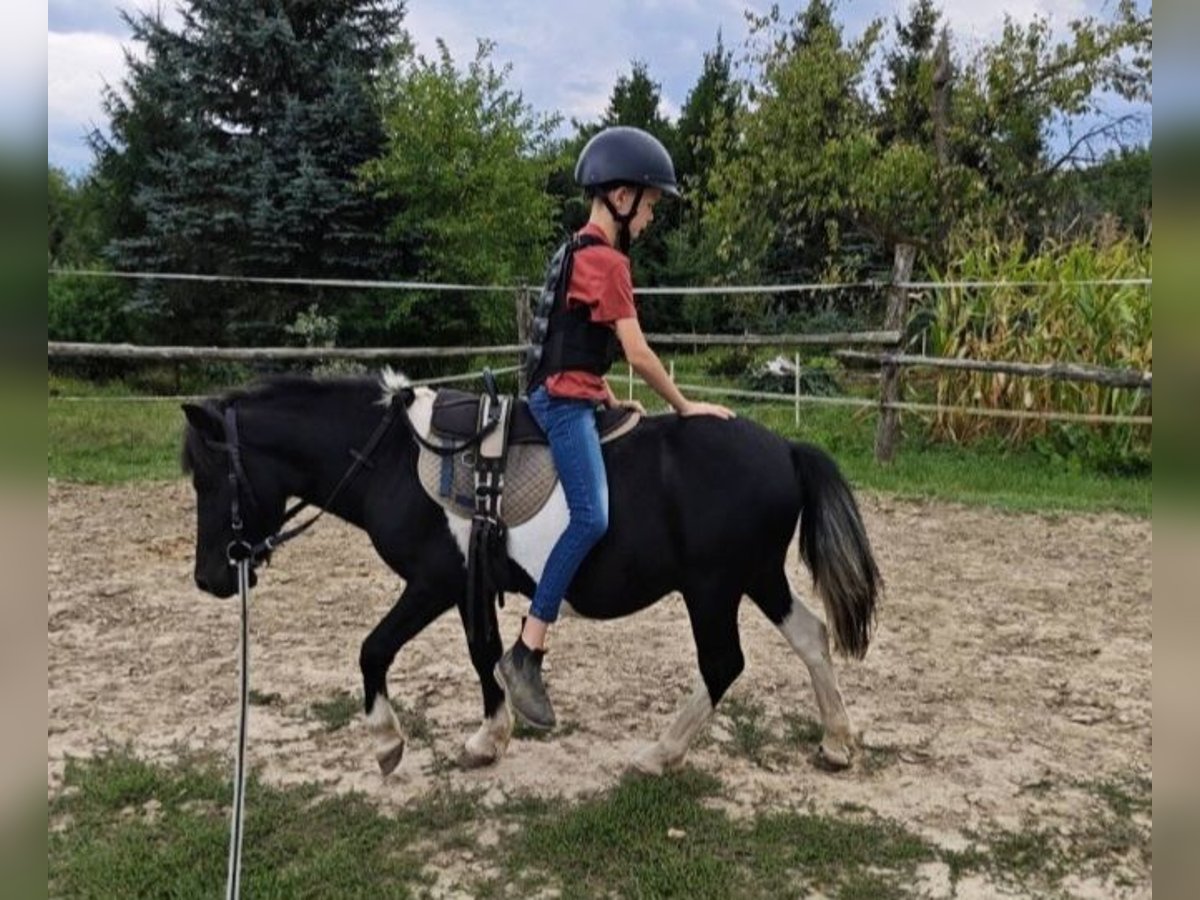 Meer ponys/kleine paarden Ruin 4 Jaar 106 cm Gevlekt-paard in Rechnitz