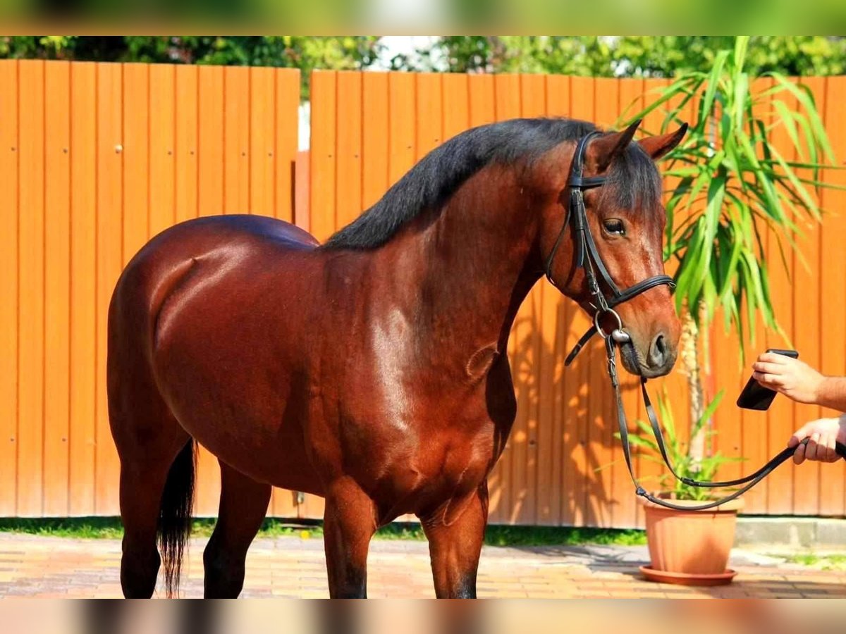 Meer ponys/kleine paarden Ruin 4 Jaar 143 cm Bruin in B&#xE9;k&#xE9;scsaba