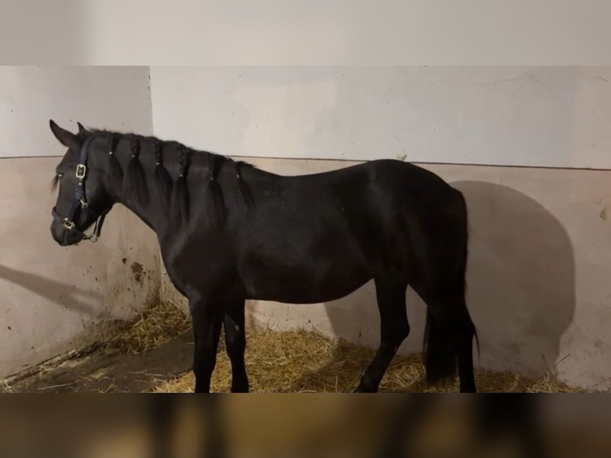 Meer ponys/kleine paarden Ruin 4 Jaar 145 cm Zwart in Rechnitz