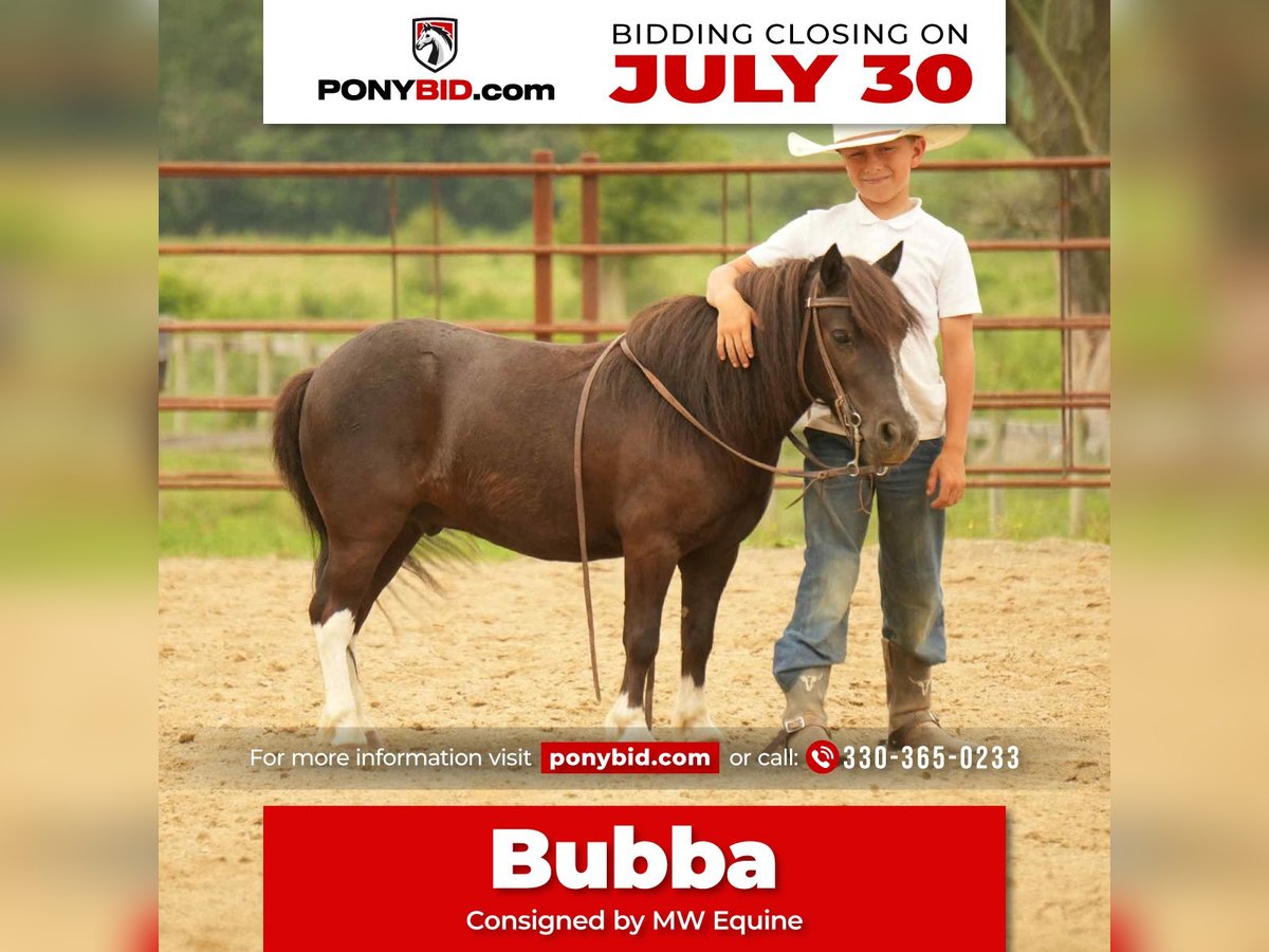 Meer ponys/kleine paarden Ruin 4 Jaar 86 cm in Fresno, OH