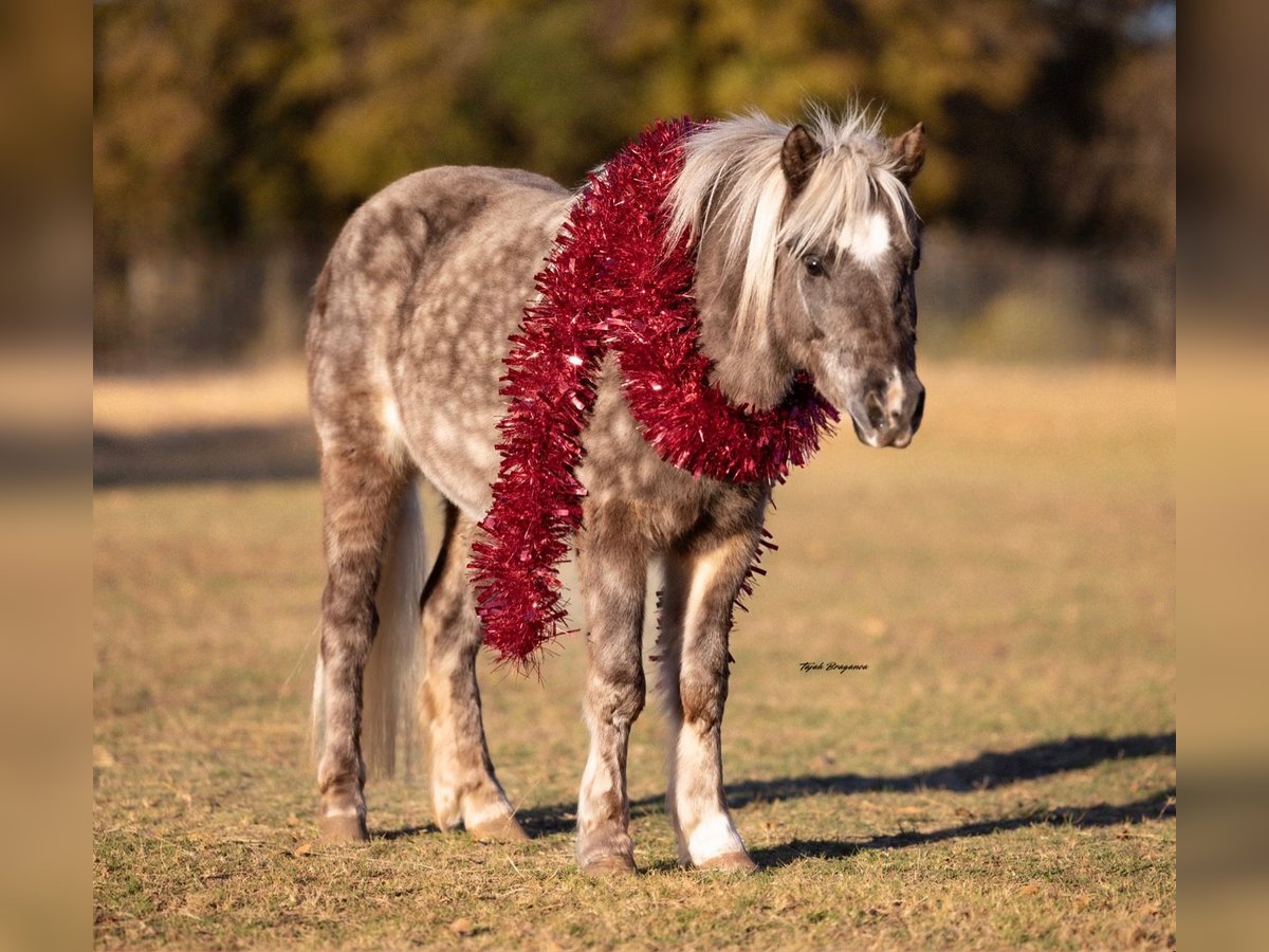 Meer ponys/kleine paarden Ruin 5 Jaar 102 cm in Weatherford