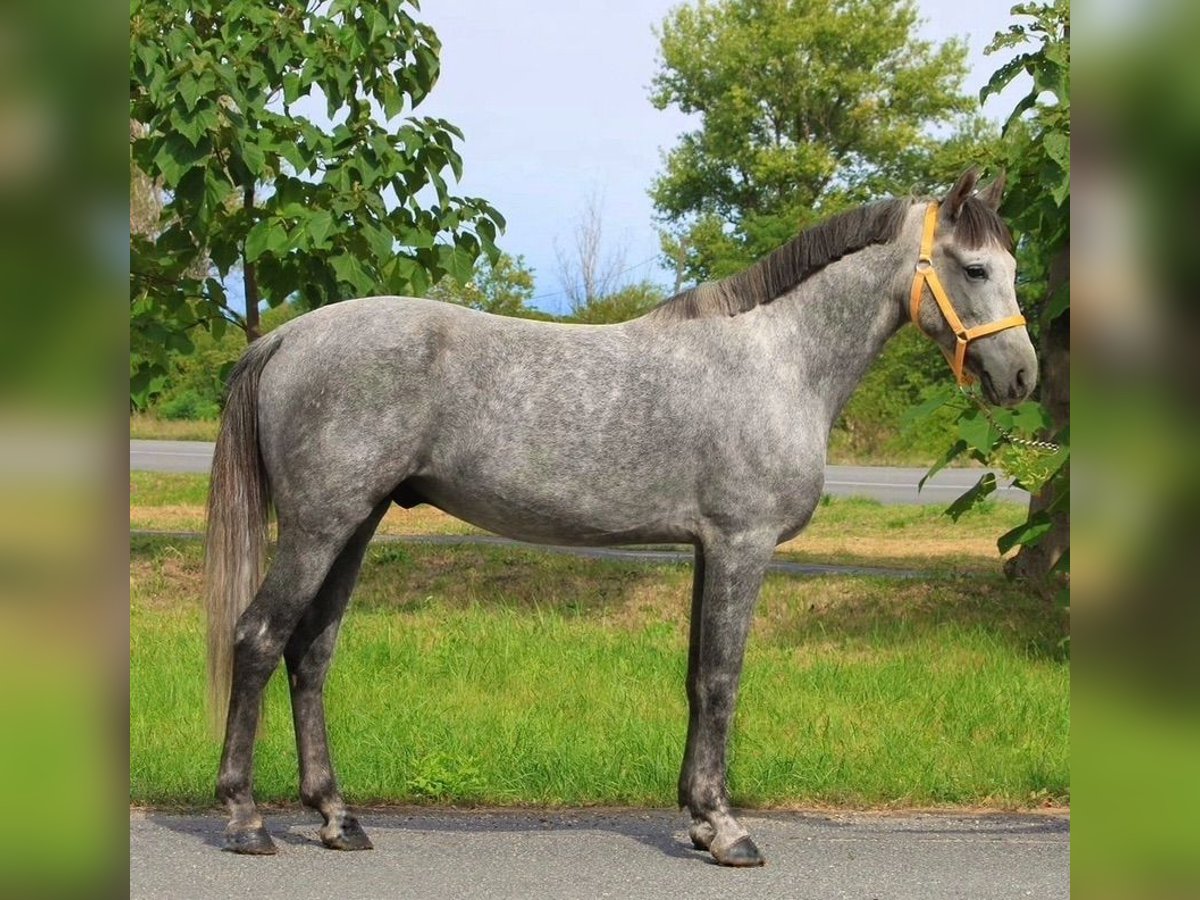 Meer ponys/kleine paarden Ruin 5 Jaar 148 cm Schimmel in Wien, Innere Stadt