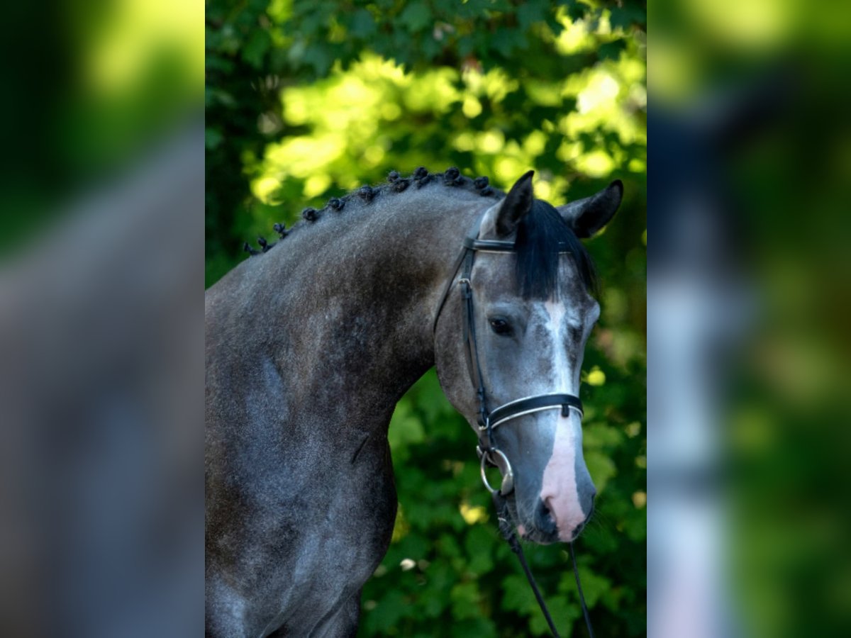 Meer ponys/kleine paarden Ruin 5 Jaar 155 cm Schimmel in B&#xE9;k&#xE9;scsaba