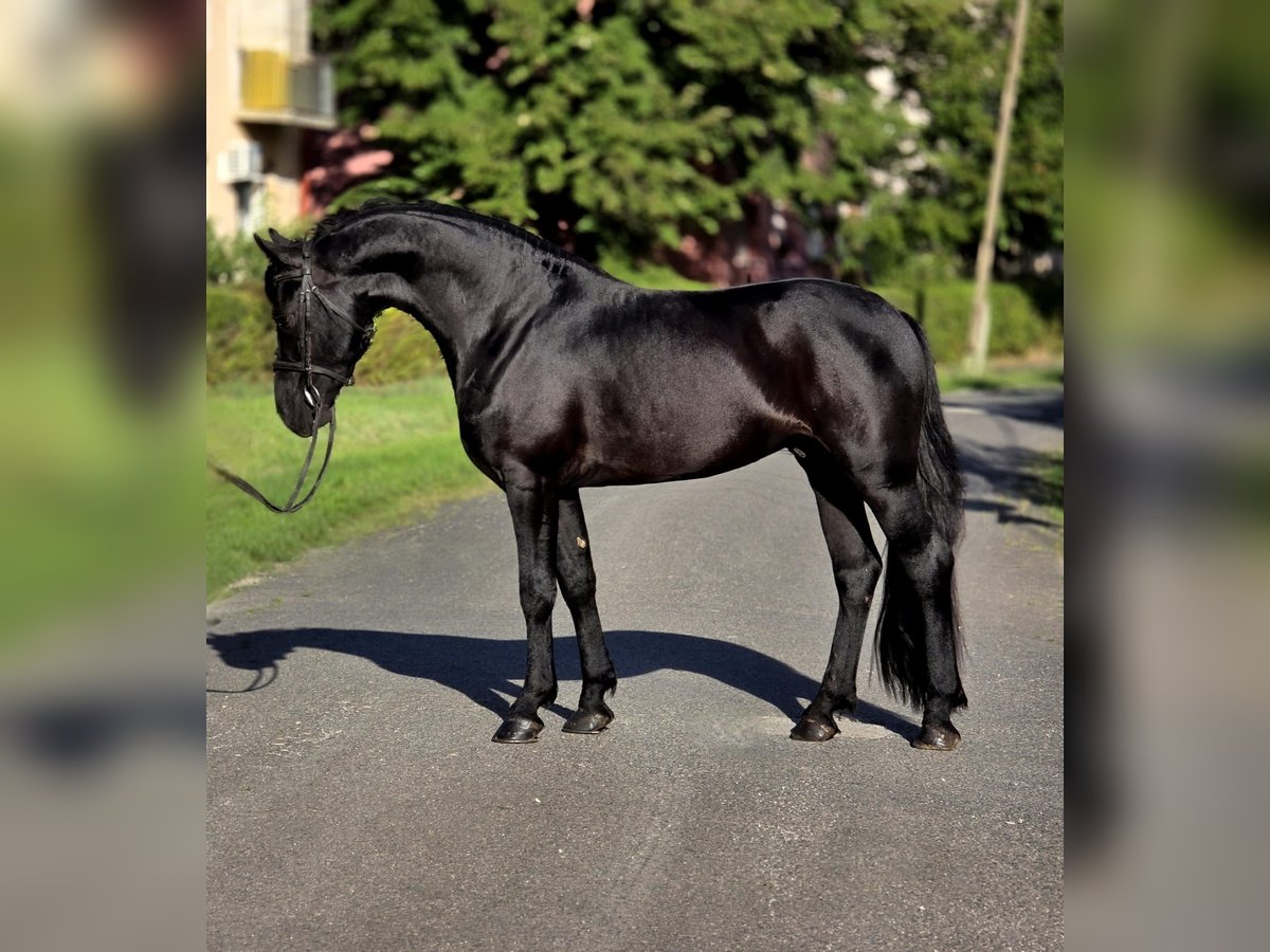Meer ponys/kleine paarden Ruin 5 Jaar 155 cm Zwart in B&#xE9;k&#xE9;scsaba