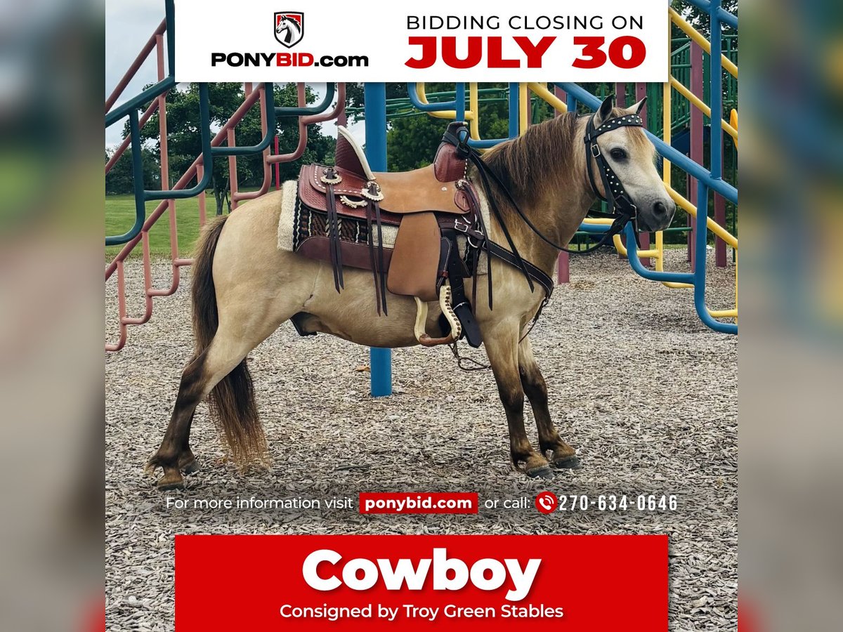 Meer ponys/kleine paarden Ruin 5 Jaar 97 cm Buckskin in Columbia, KY