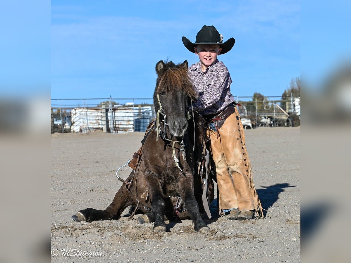 Meer ponys/kleine paarden Ruin 5 Jaar 99 cm Bruin in Rigby