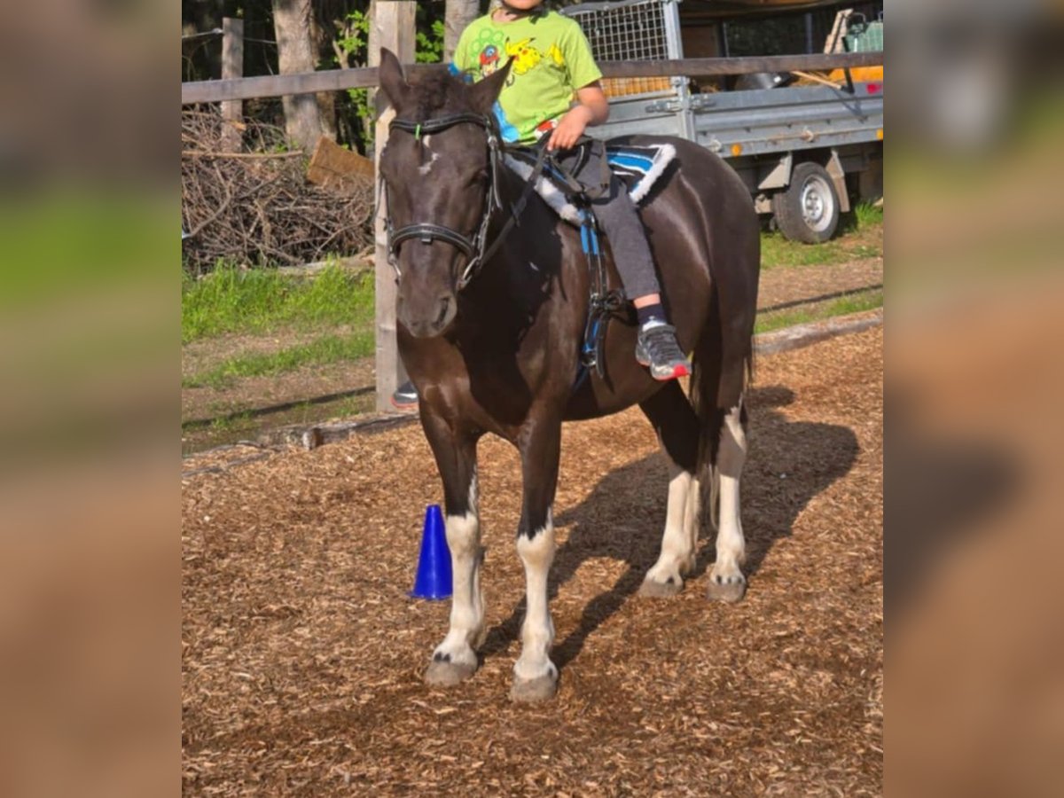 Meer ponys/kleine paarden Ruin 6 Jaar 120 cm Gevlekt-paard in Rechnitz