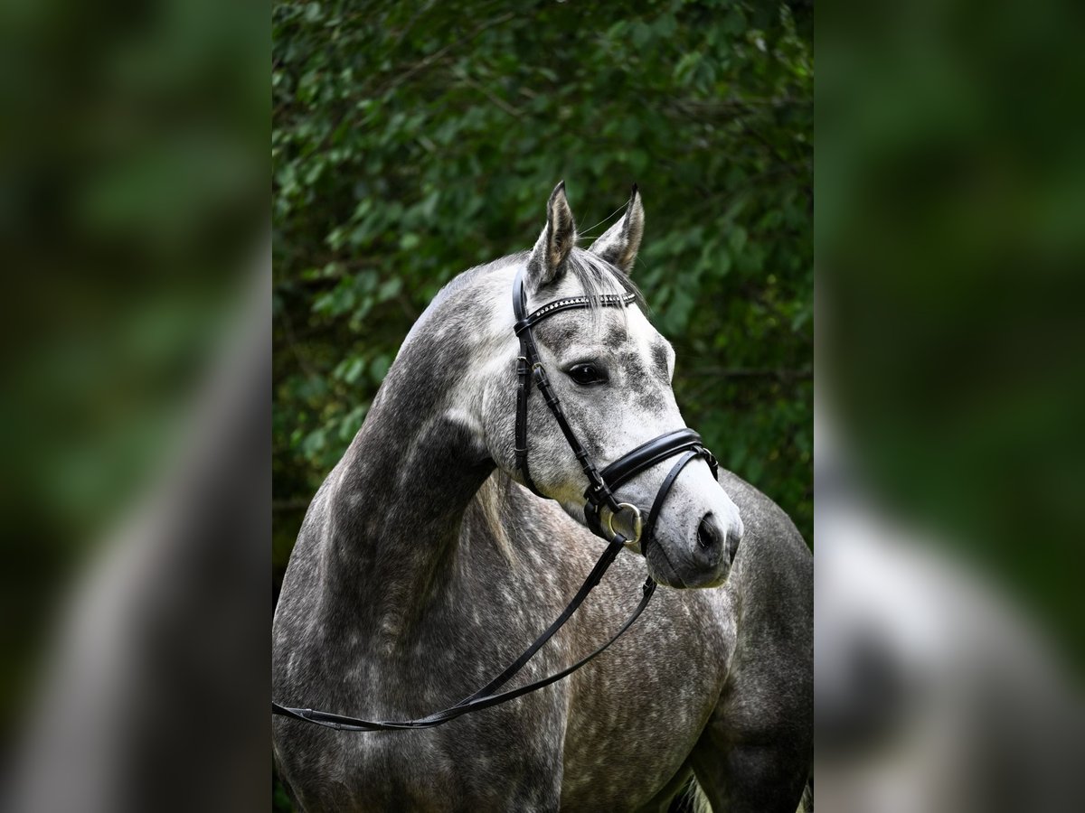 Meer ponys/kleine paarden Ruin 6 Jaar 147 cm Appelschimmel in Gomadingen