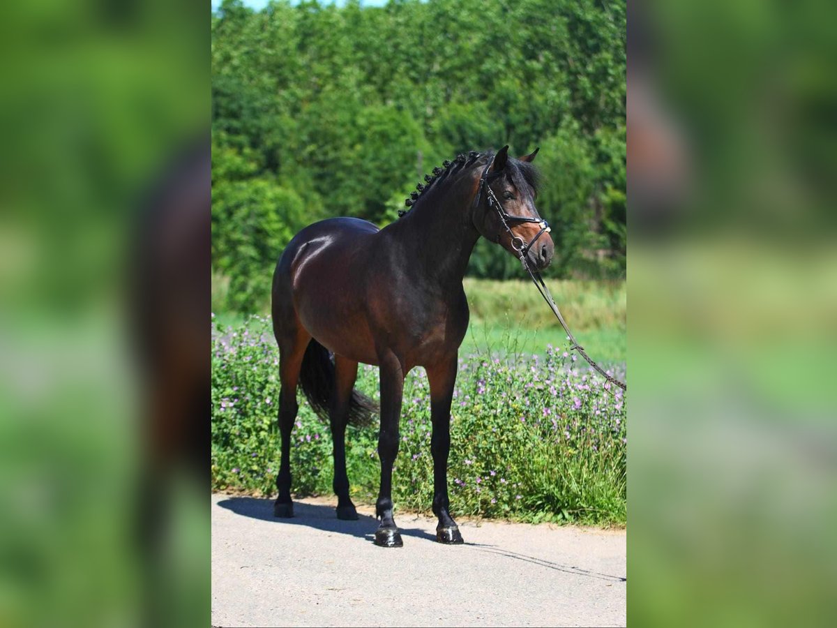 Meer ponys/kleine paarden Ruin 6 Jaar 147 cm Bruin in B&#xE9;k&#xE9;scsaba