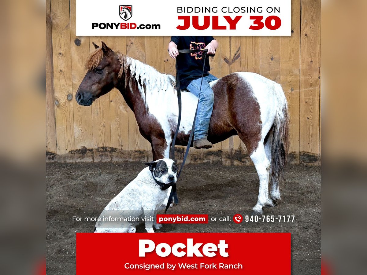 Meer ponys/kleine paarden Ruin 7 Jaar 102 cm Tobiano-alle-kleuren in Sheffield, IA