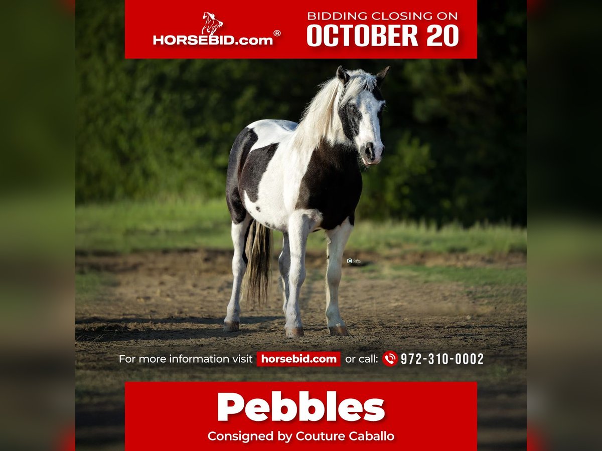 Meer ponys/kleine paarden Ruin 7 Jaar 109 cm Gevlekt-paard in Gainesville
