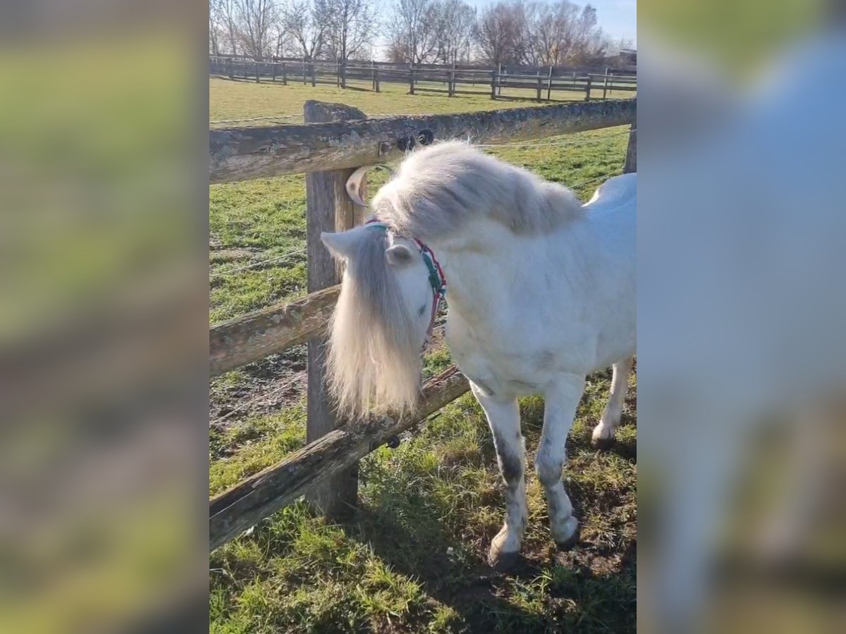 Meer ponys/kleine paarden Ruin 7 Jaar 120 cm Schimmel in Rechnitz