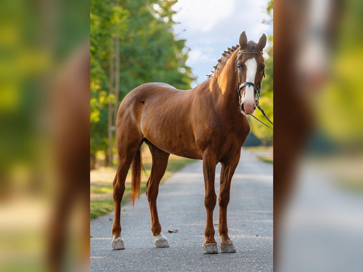 Meer ponys/kleine paarden Ruin 7 Jaar 150 cm Vos in Mez&#x151;hegyes