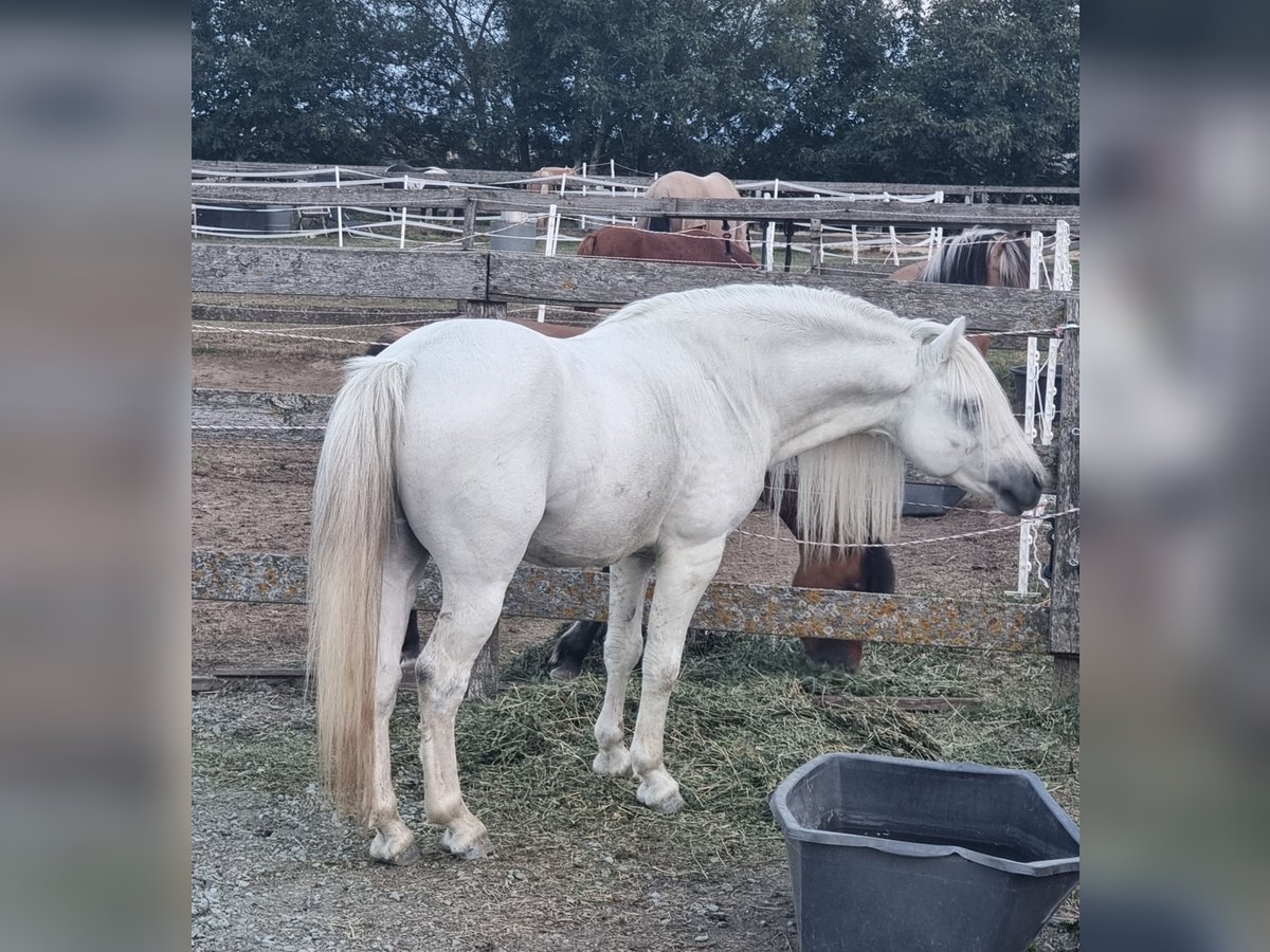 Meer ponys/kleine paarden Ruin 8 Jaar 125 cm Schimmel in Rechnitz