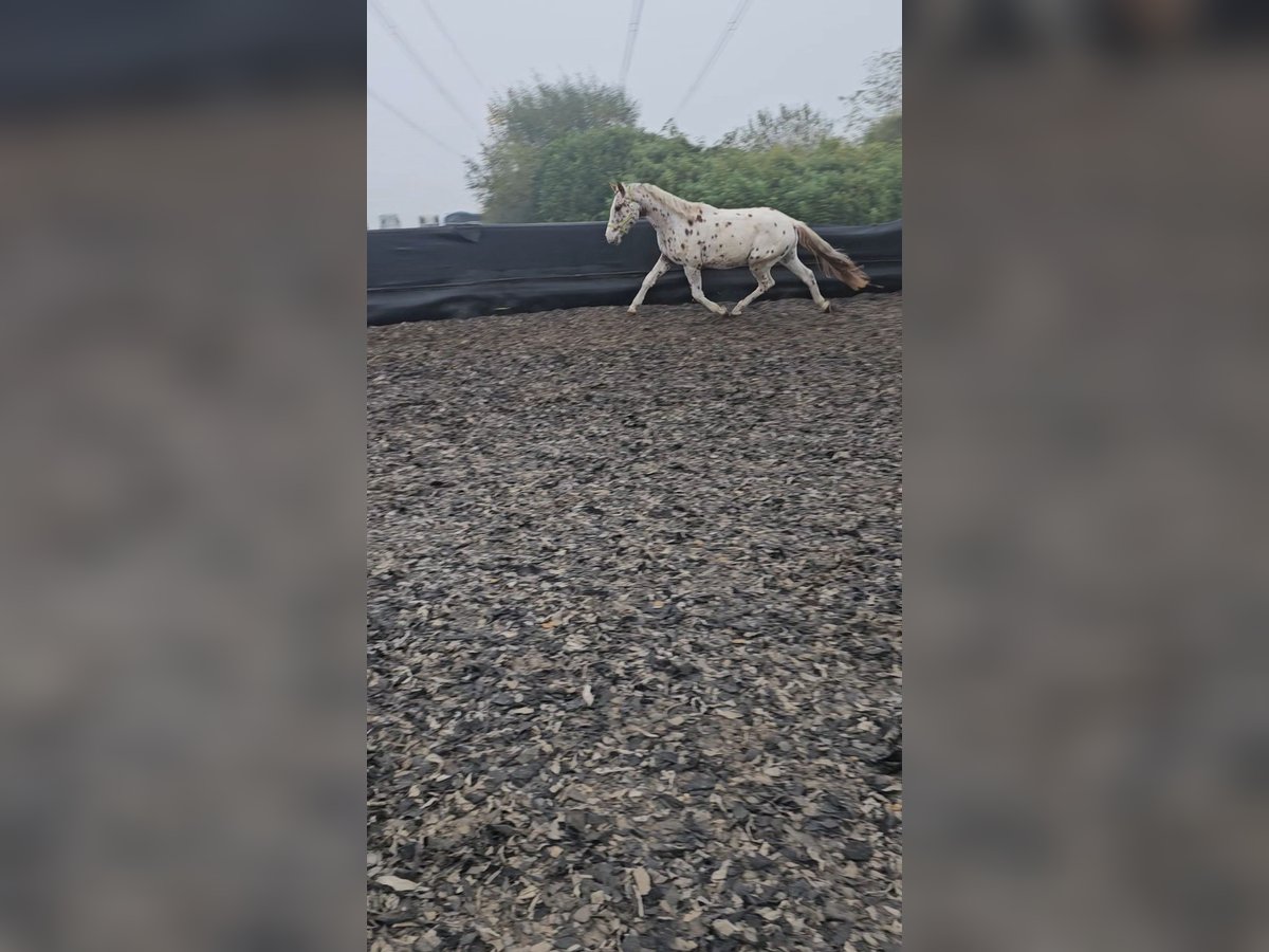 Meer volbloeden Hengst 3 Jaar 154 cm Appaloosa in Düren