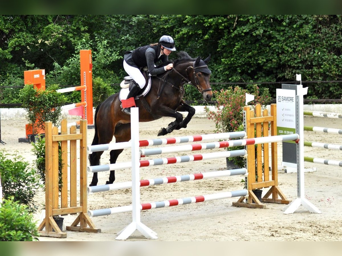 Meer volbloeden Merrie 10 Jaar 162 cm Bruin in K&#xF6;ln