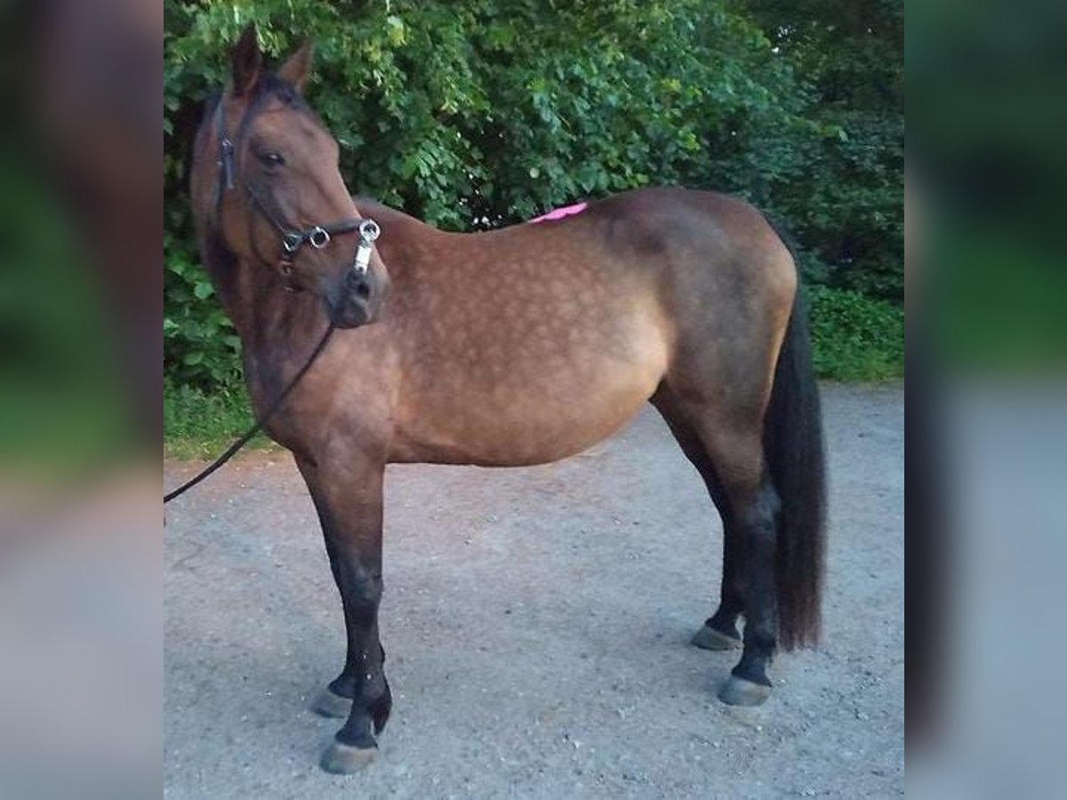 Meer volbloeden Merrie 14 Jaar 160 cm Bruin in Hohenfelde